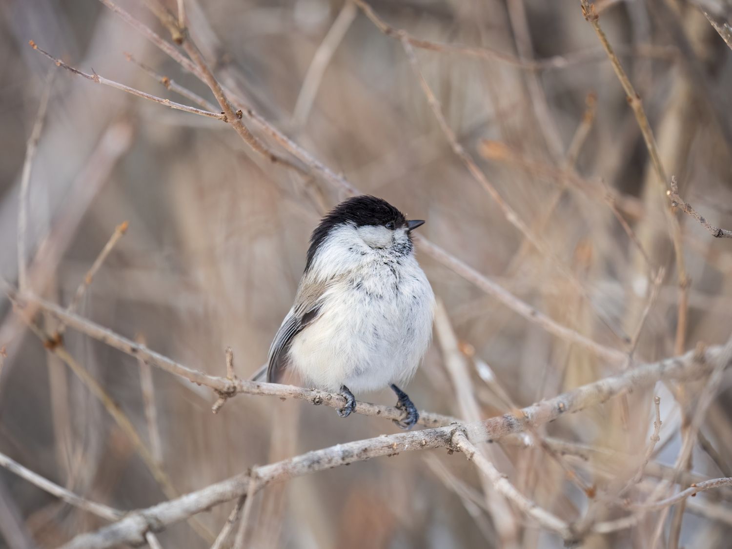 A willow tit sitting on a tree.