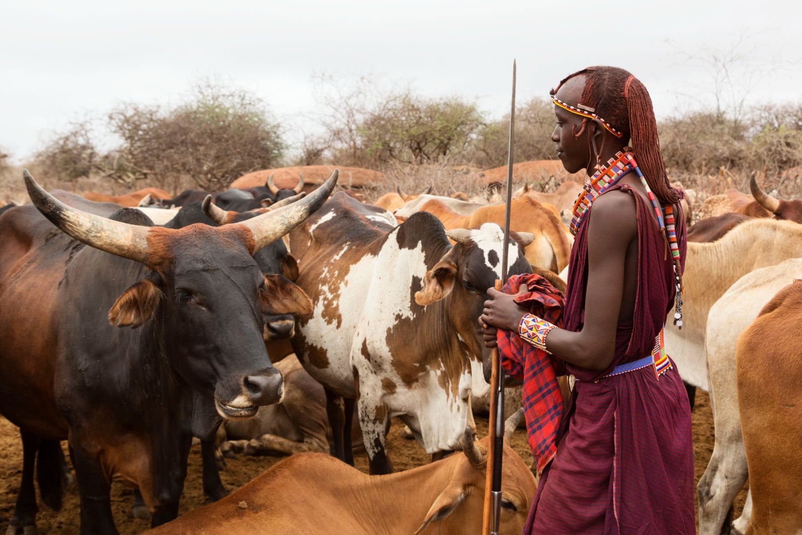 A young Maasai warrior (moran) with cattle in background. Note the braided hair of the morani and traditional jewellery and pierced earlobes. Photo: Getty