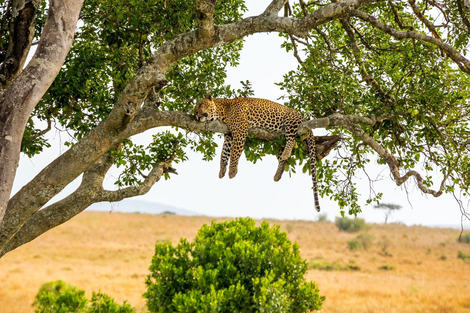 A jaguar sits in a tree in Kenya