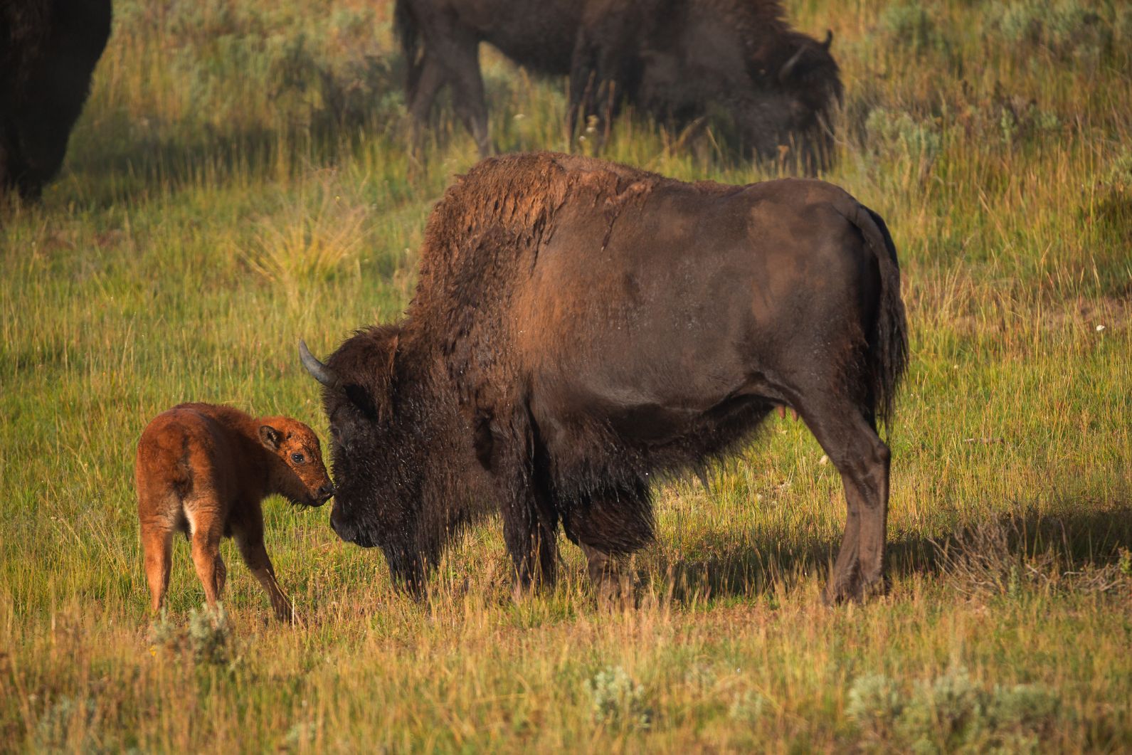 A baby bison has arrived on the scene in Kent, were bison were reintroduced to boost biodiversity. Photo: Getty
