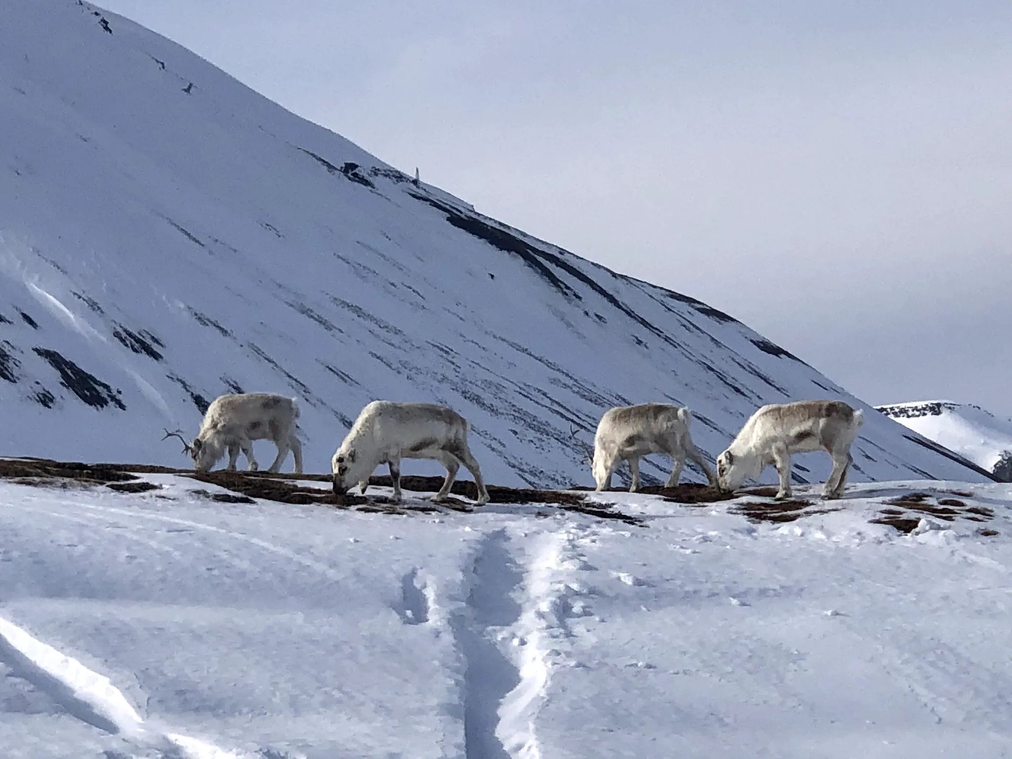 Svalbard reindeer grazing in the snow.