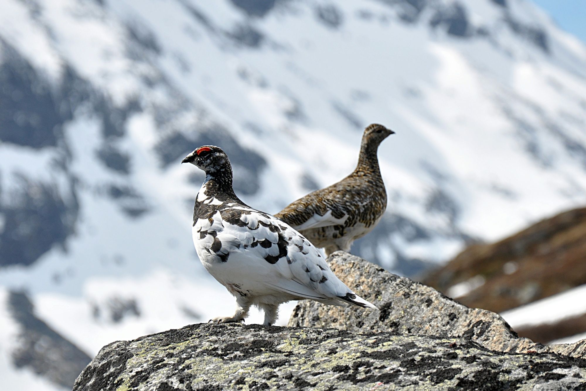 Two rock ptarmigan, photographed on a rock in Jotunheimen, Norway