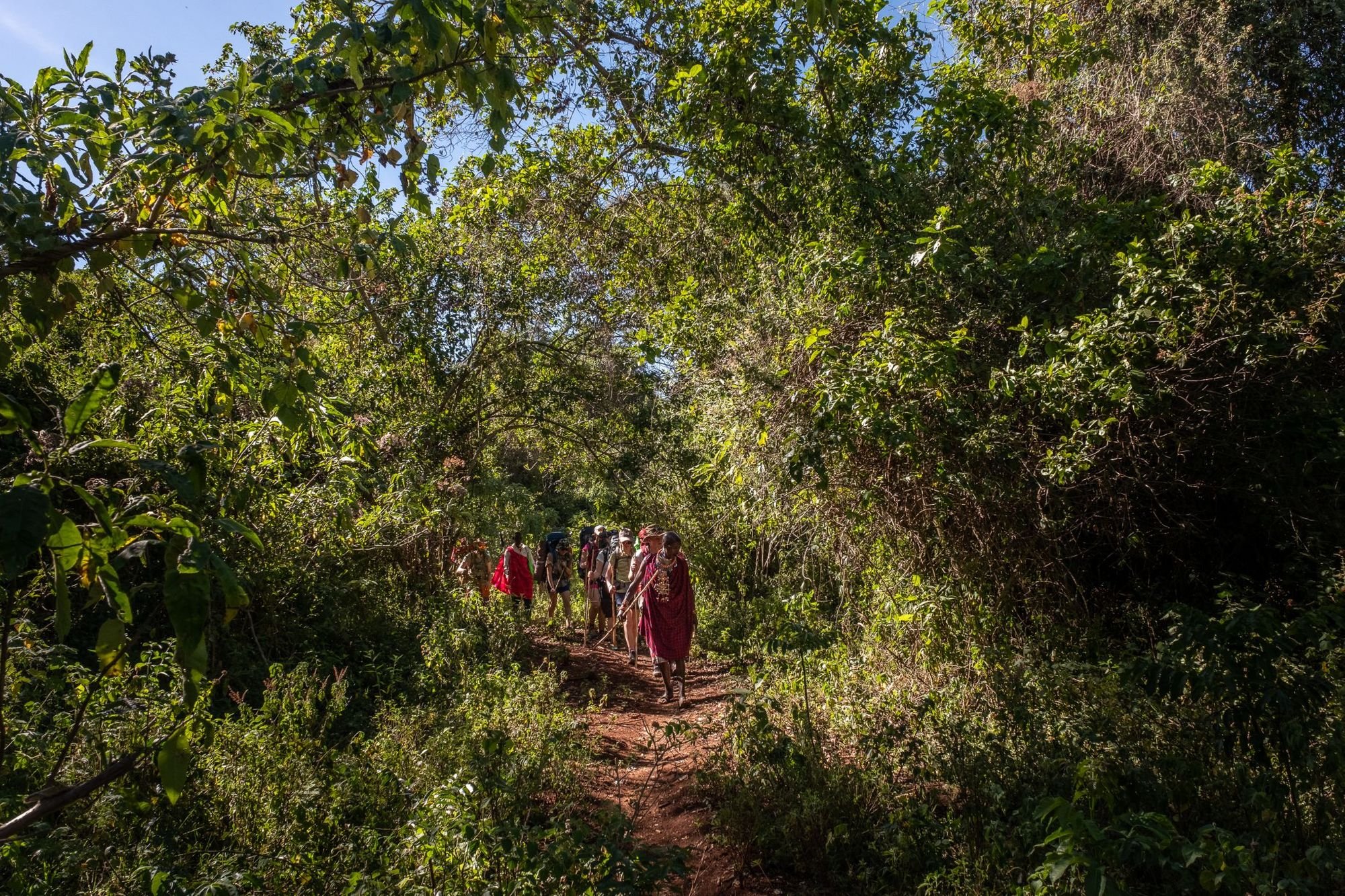 A Maasai guide leads a group of travellers through the forests of the Loita Hills. Photo: Much Better Adventures