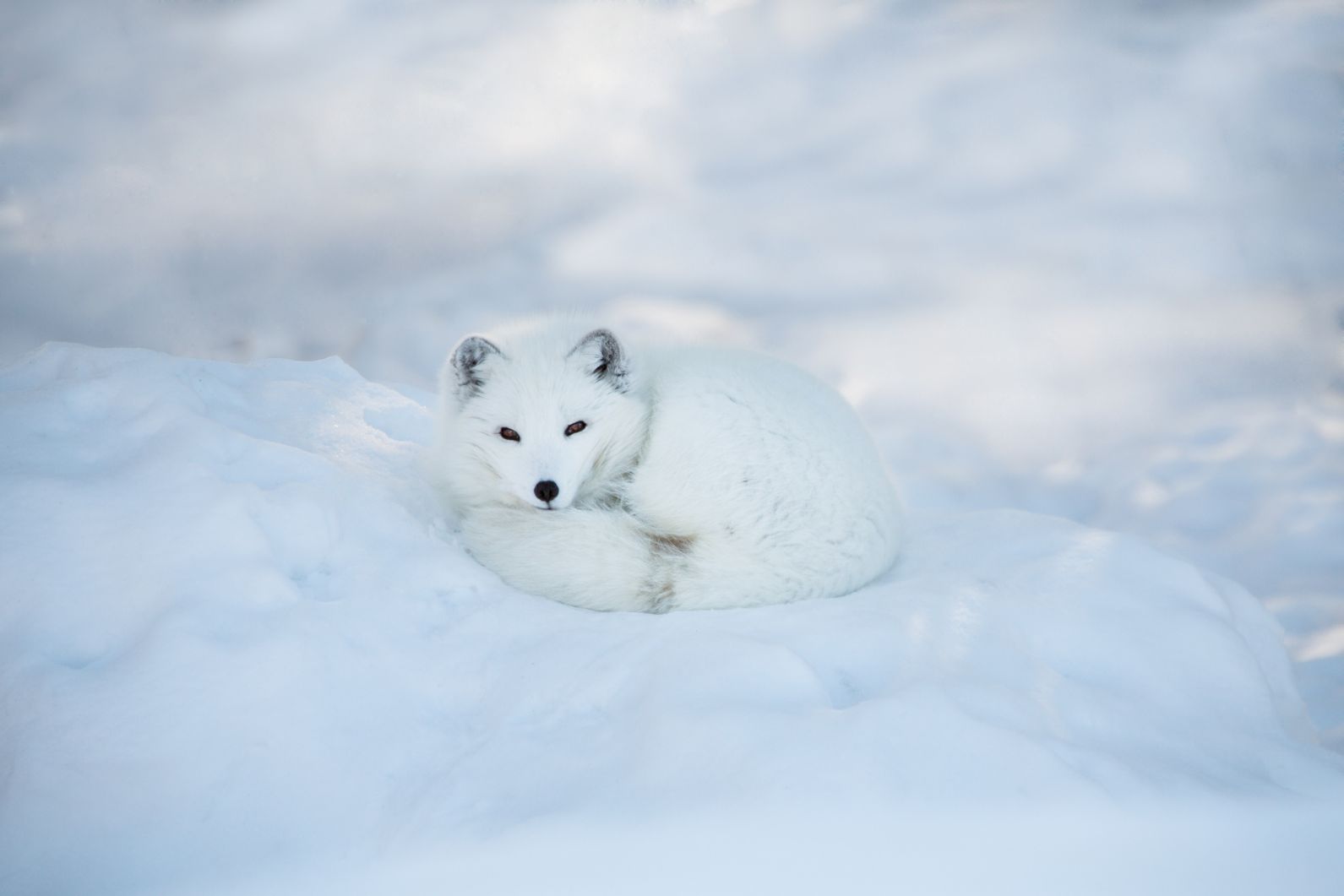 When and Where to See Animals in the Wild: Guide to Wildlife Watching