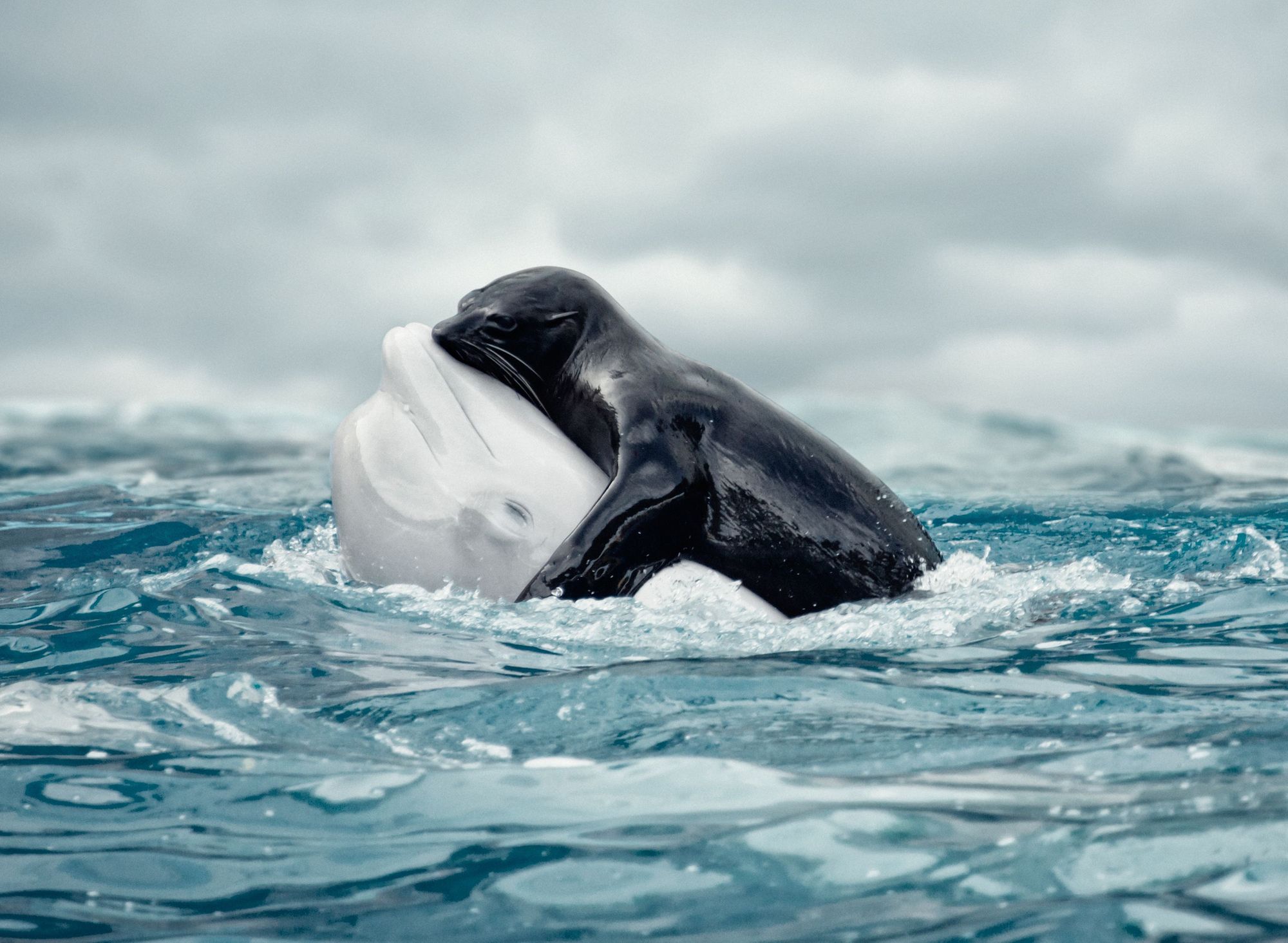 A beluga whale and seal embracing.