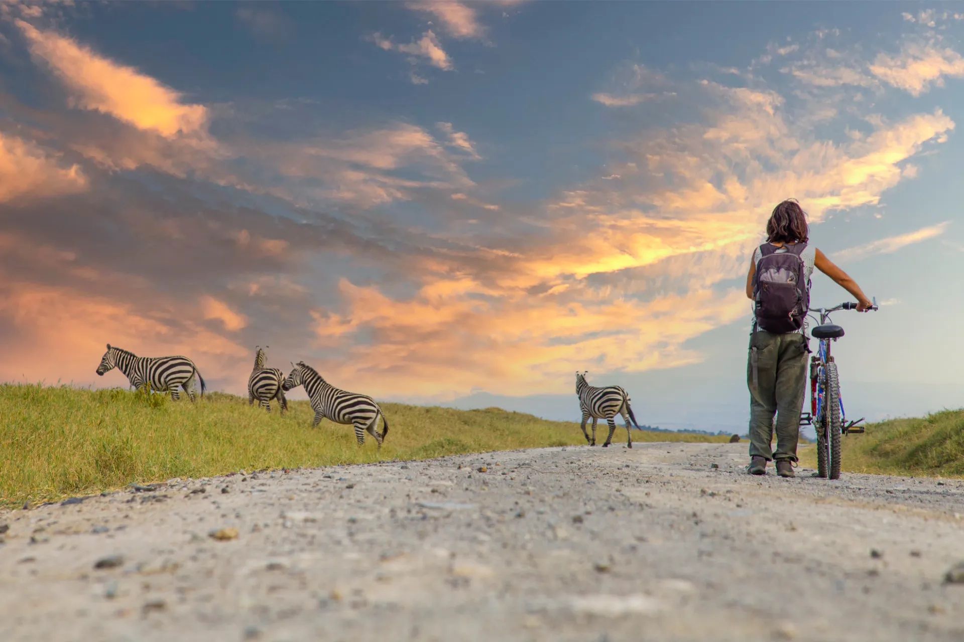 A female cyclist wheels her bike past a herd of zebra in Tanzania