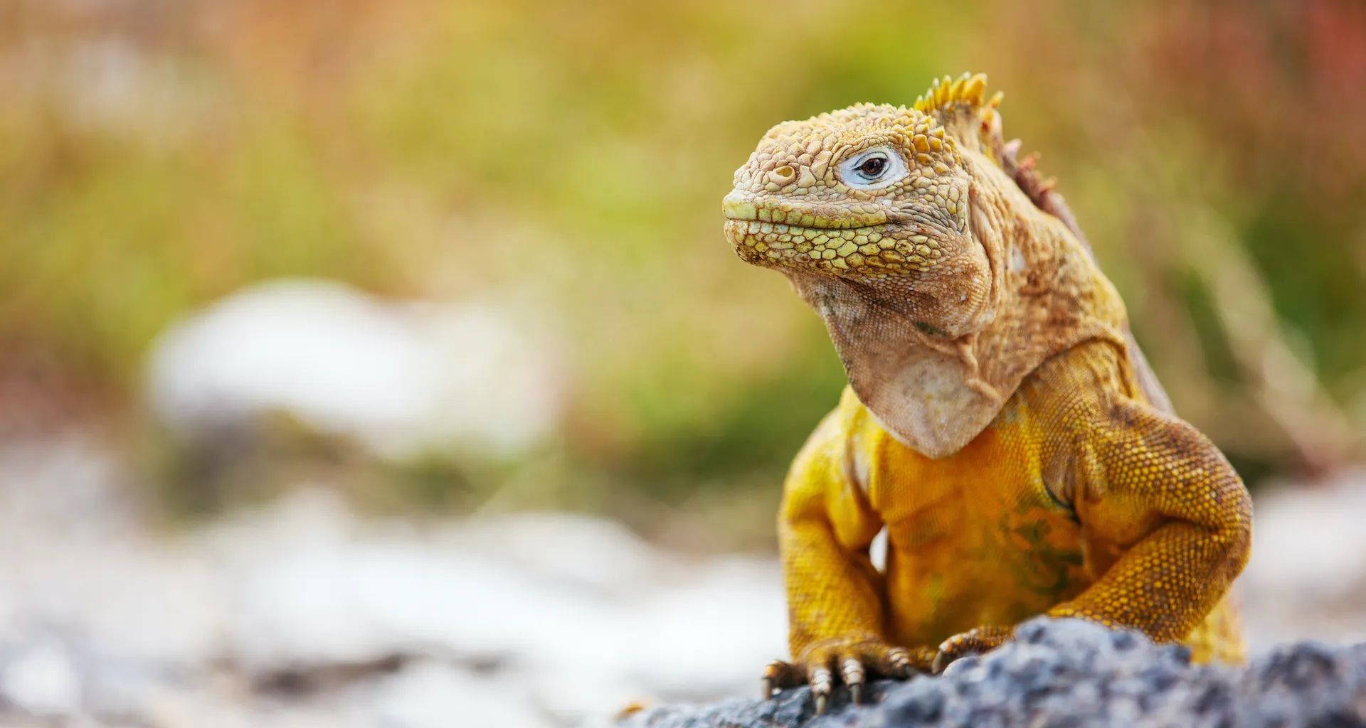 The Galapagos land iguana, posing on a rock.