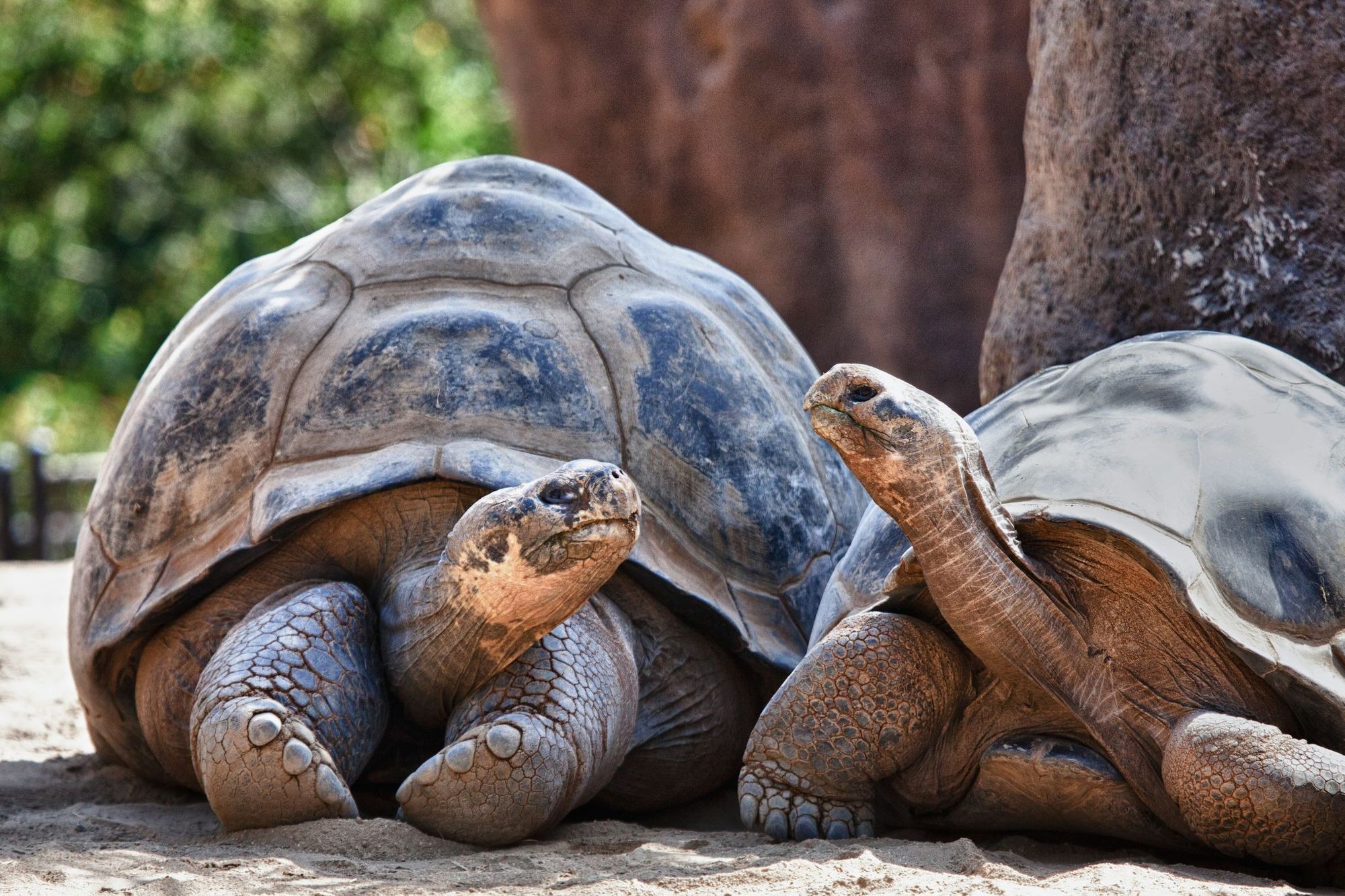 Two giant Galapagos tortoises having a conversation with each other.