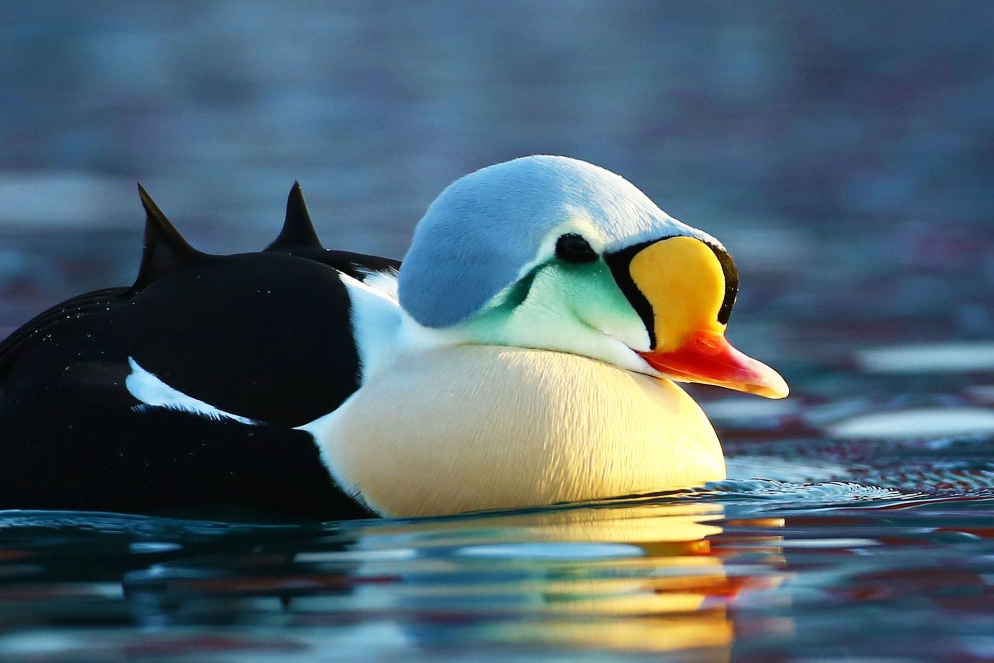 The colourful king eider duck.