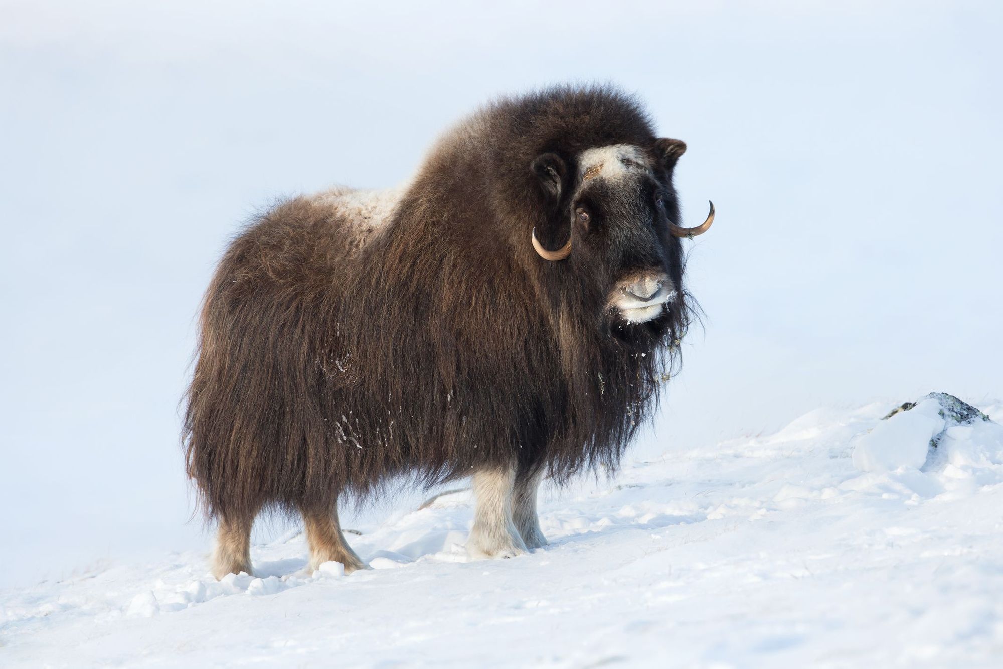 A musk ox in the snowy landscape of Dovrefjell National Park.