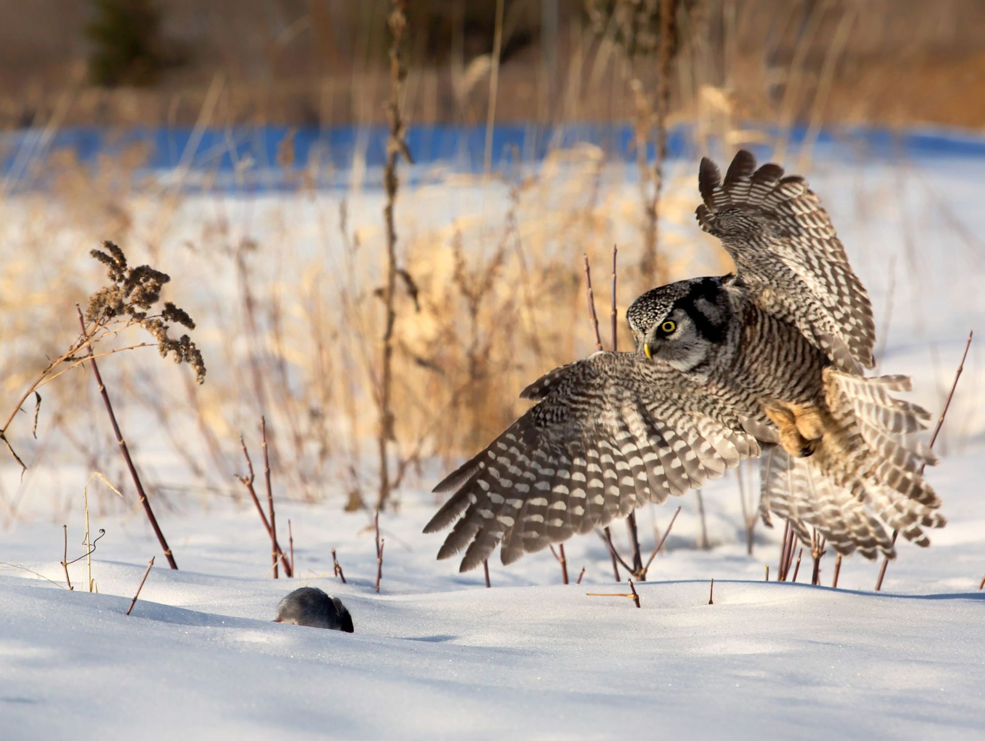 The stunning northern hawk owl closes in on an unfortunate little create. Photo: Getty