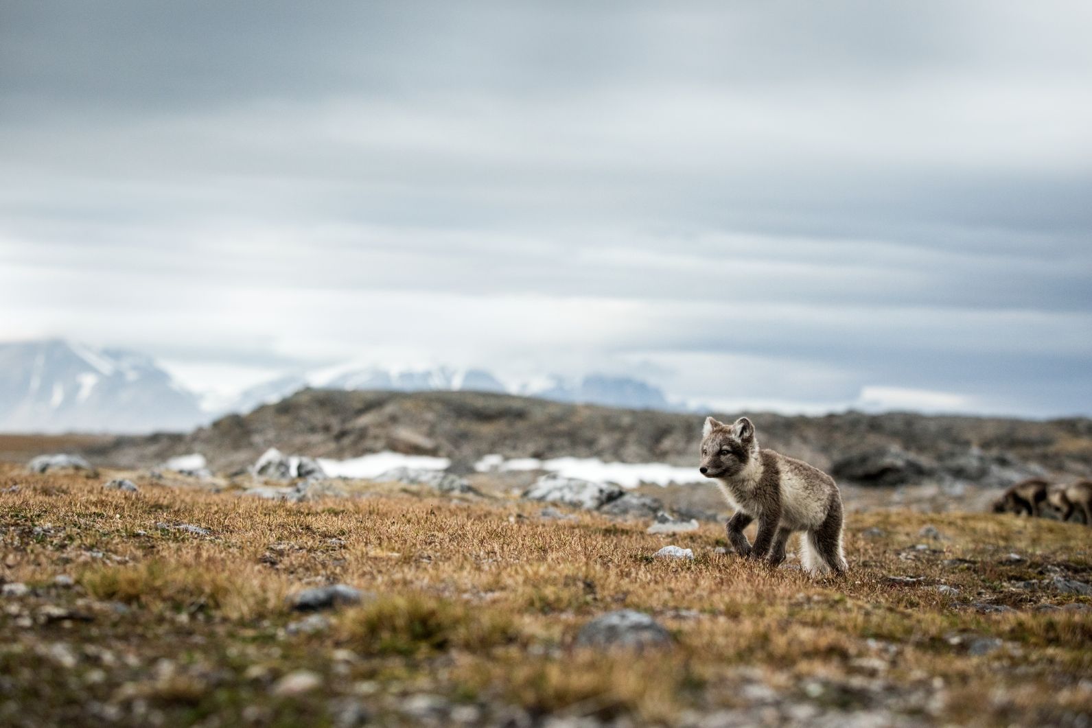 An Arctic fox with its summer coat on in Norway.