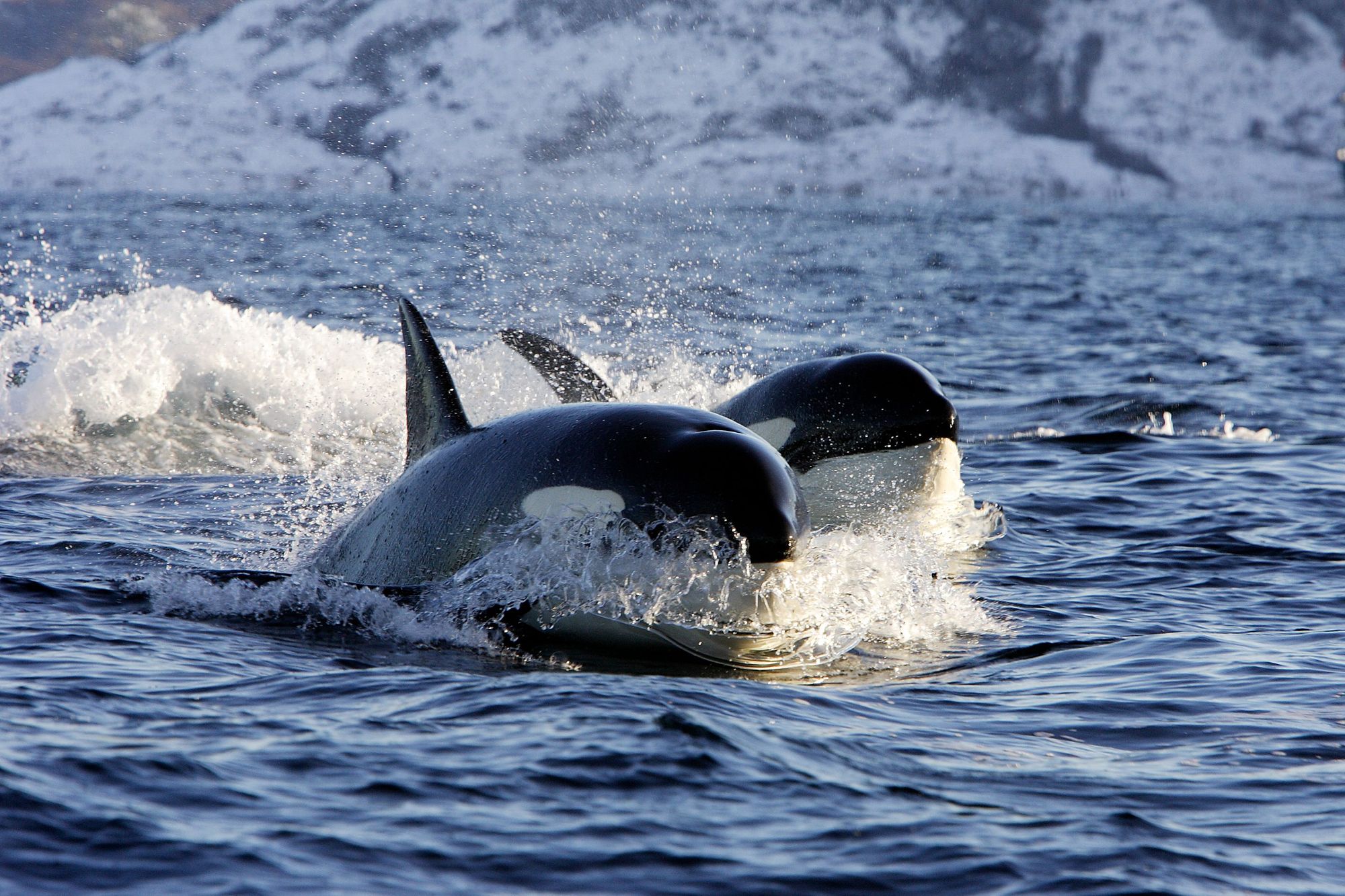 Two orcas swimming in the Norwegian fjords. Photo: Getty.