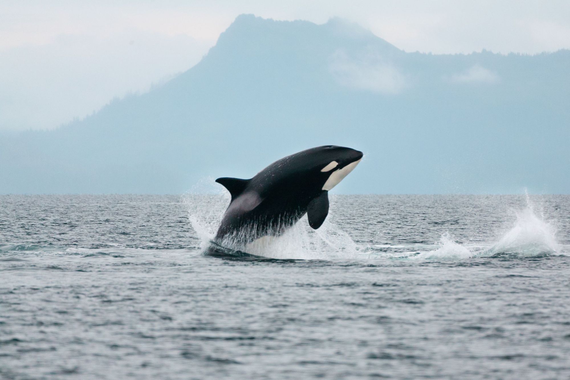 An orca, or killer whale, jumps out the water off the coast of Norway. Photo: Getty