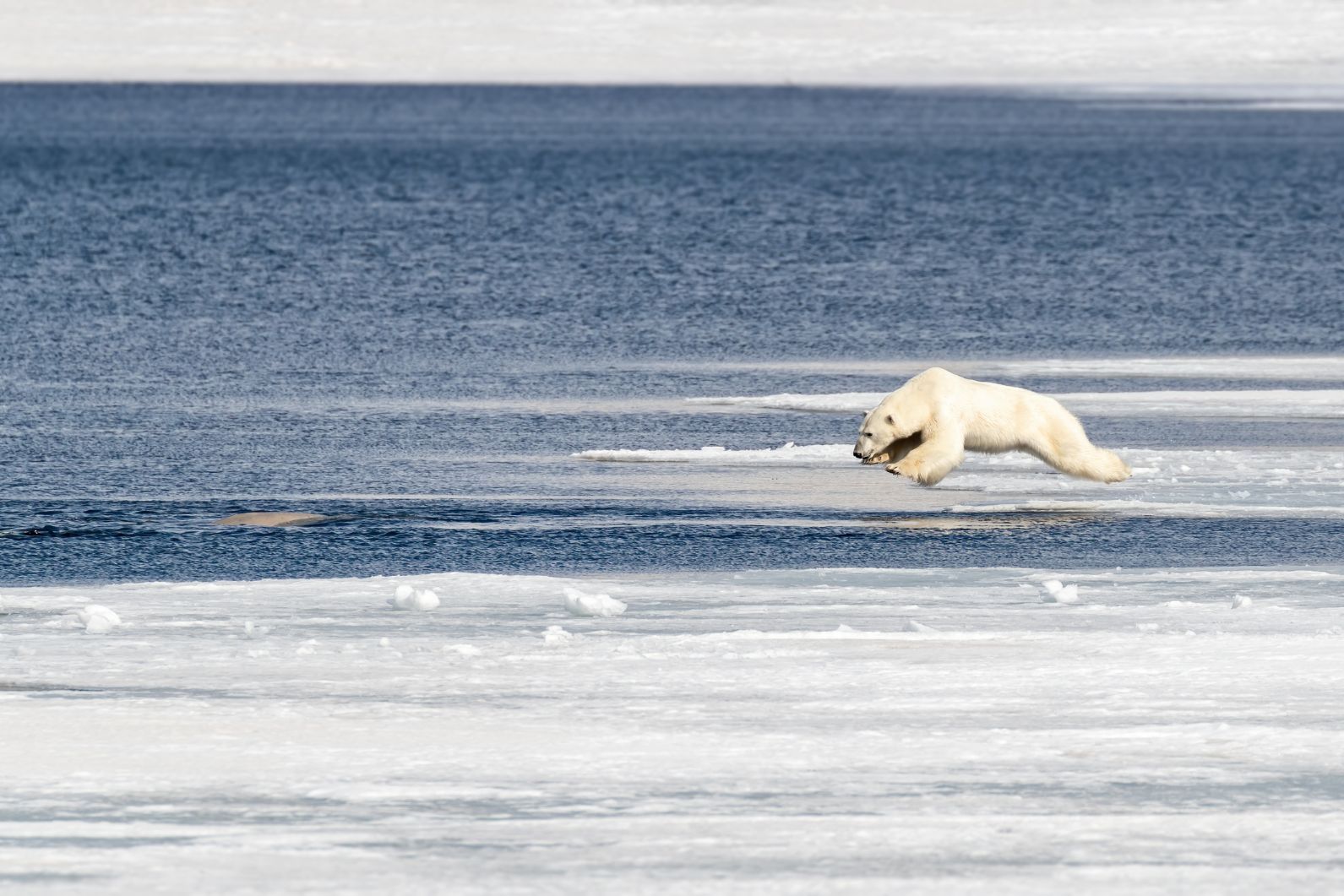 A polar bear in Svalbard heads towards some prey in the water.