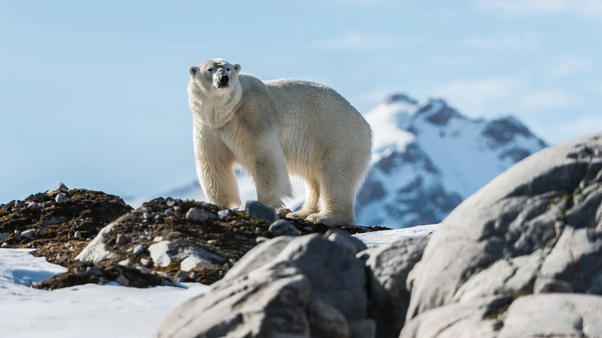 A polar bear in the Svalbard wilderness.