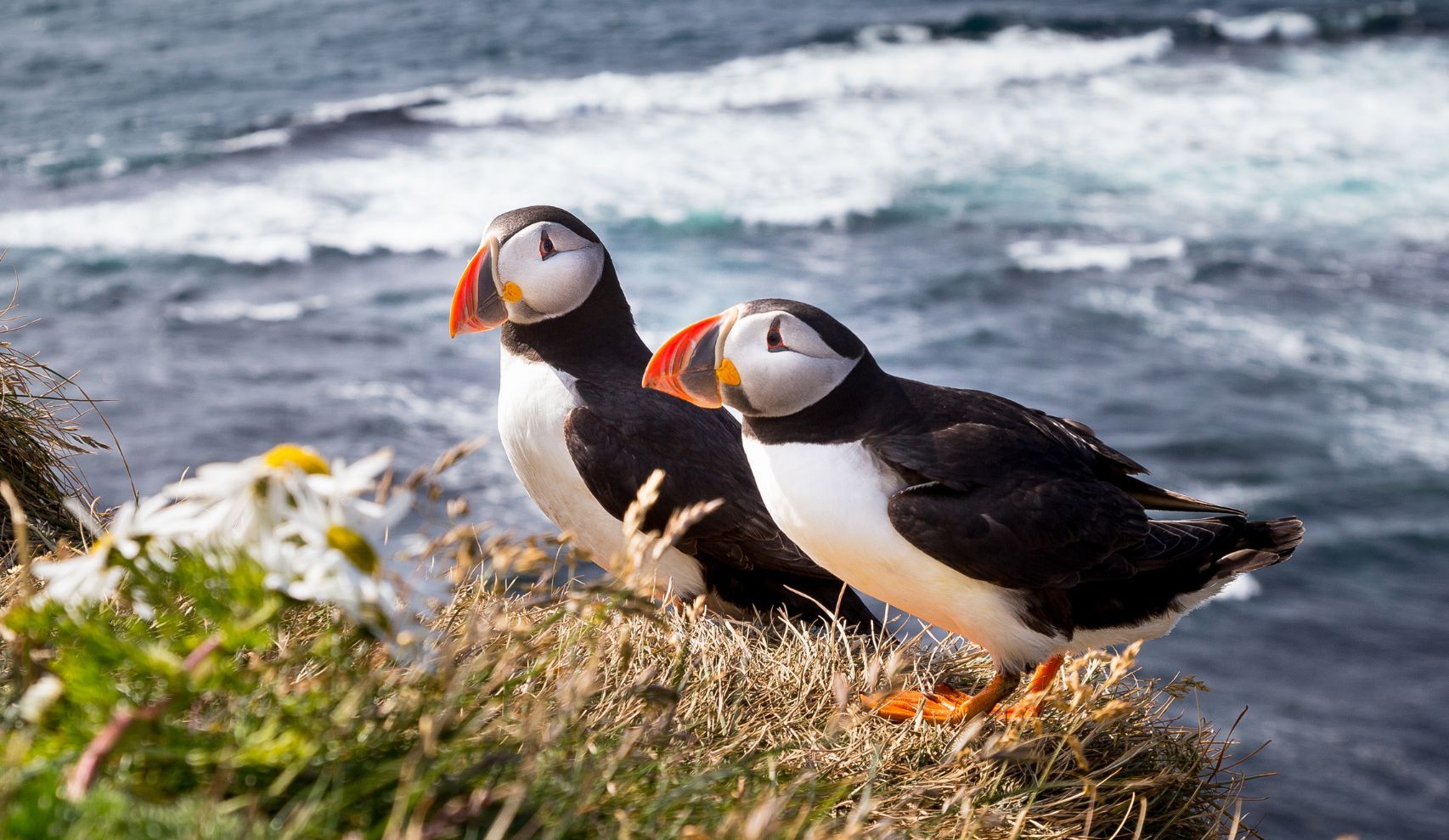 Two puffins sitting on the coast of Norway. Photo: Getty