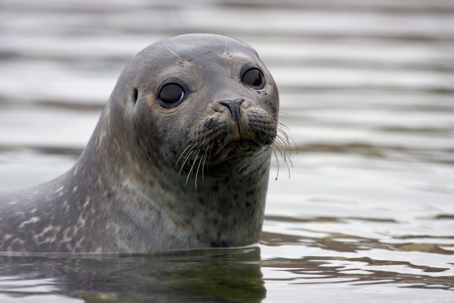 Harbour seals are common in Norway, and you always have a chance of spotting one on the coast. Photo: Getty