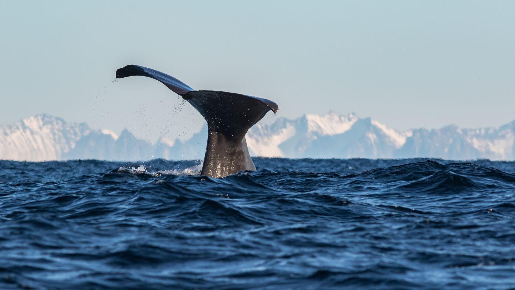 Whales are commonly spotted off the coast of Norway, particularly to the north. Photo: Getty