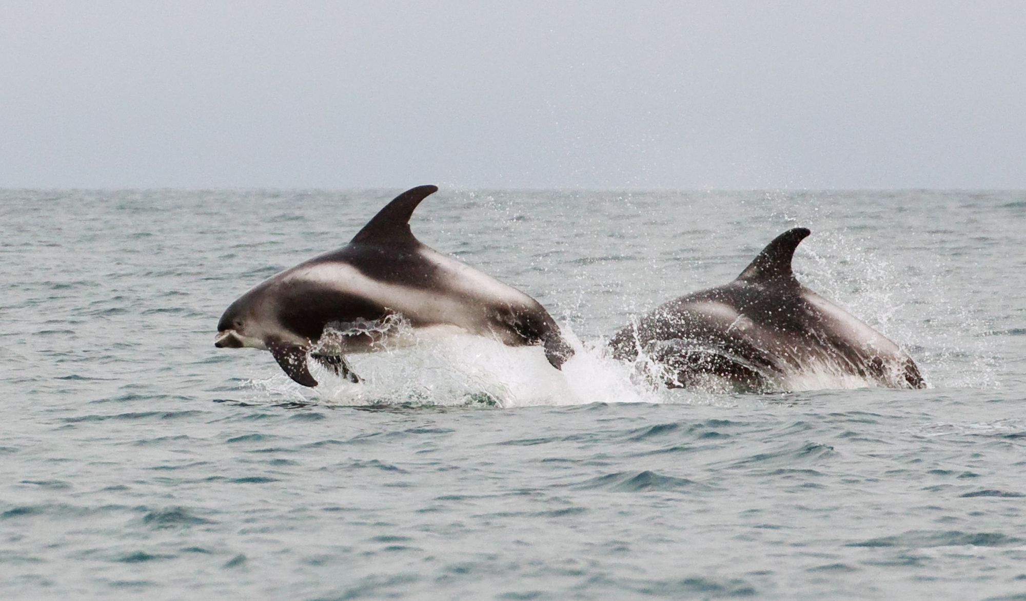 Two white-beaked dolphins swim in sub-Arctic waters. 