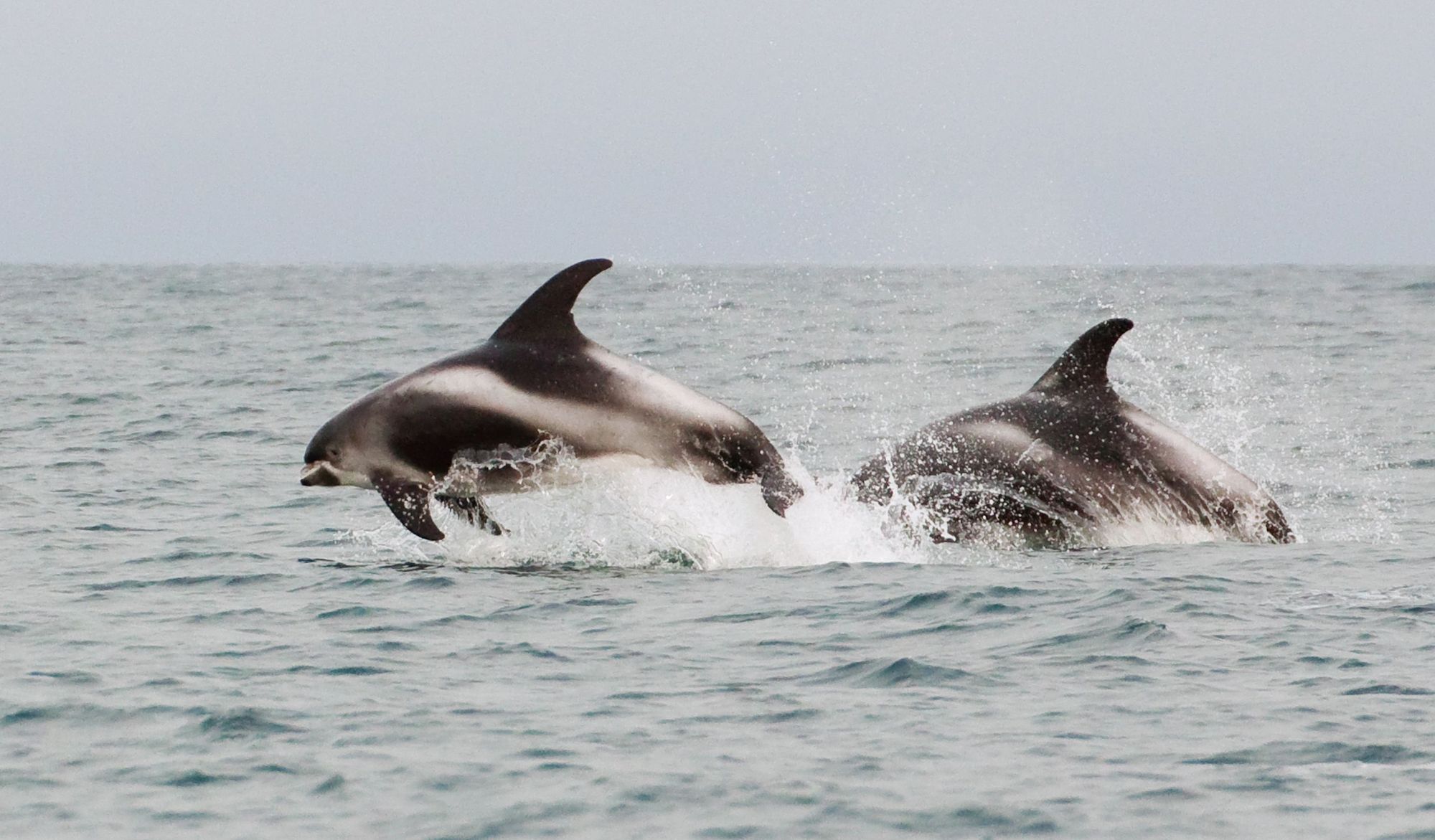 Two white-beaked dolphins swim in sub-Arctic waters.