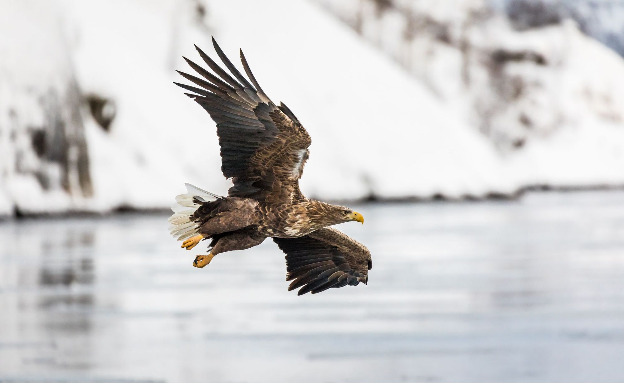 A white-tailed eagle in the Lofoten Islands. 