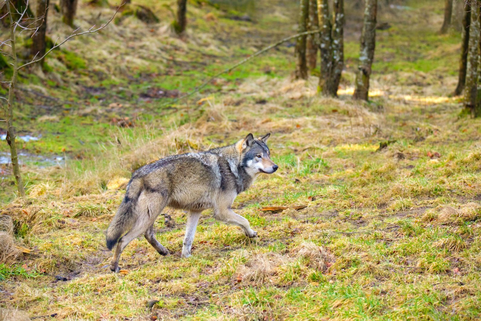 A wolf walking in Norway, close to the Swedish border.