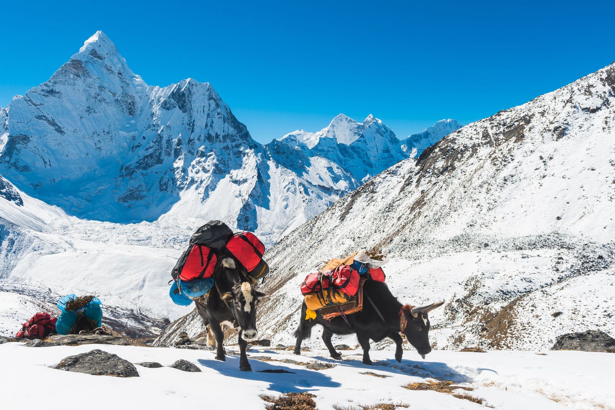 Two yaks carrying hikers' backpacks en route to Everest Base Camp in the Himalayas.