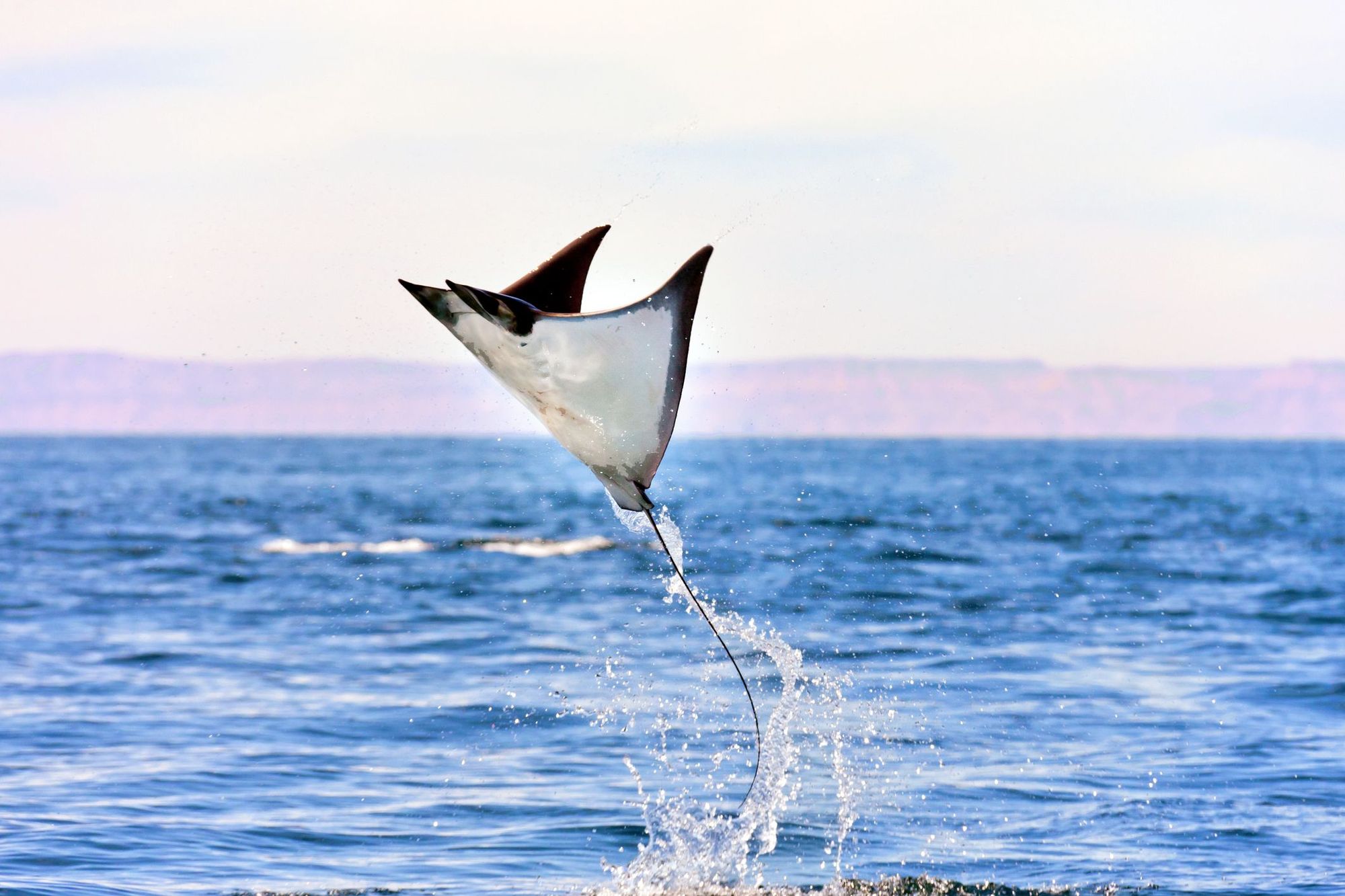 A Mobula Ray, also called Manta Cubana, is flying over the Sea of Cortez near Espiritu Santo Island, La Paz, Baja California Sur, Mexico.