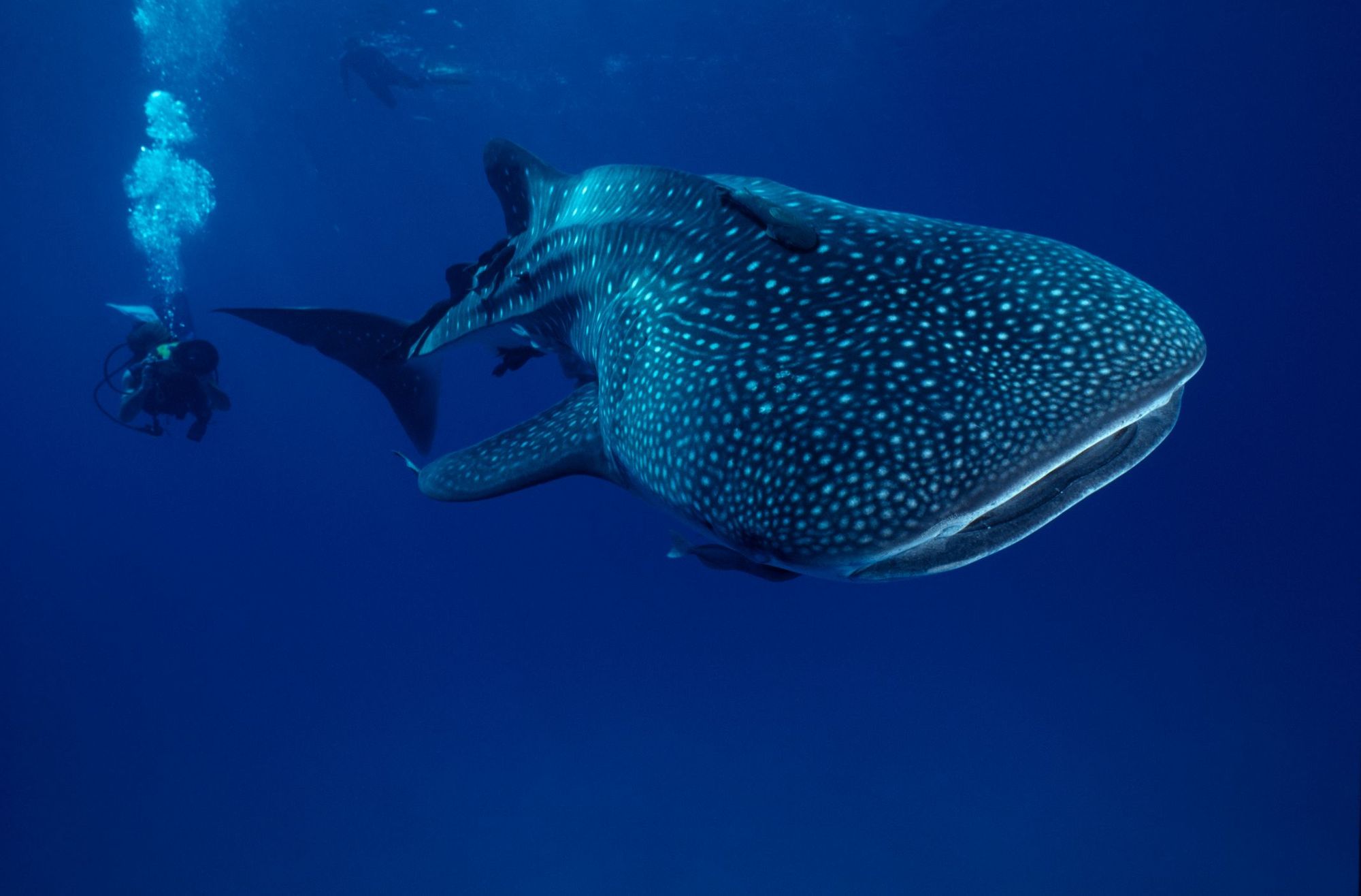 A diver shows the sheer scale of an enormous whale shark in the Sea of Cortez. Photo: Getty