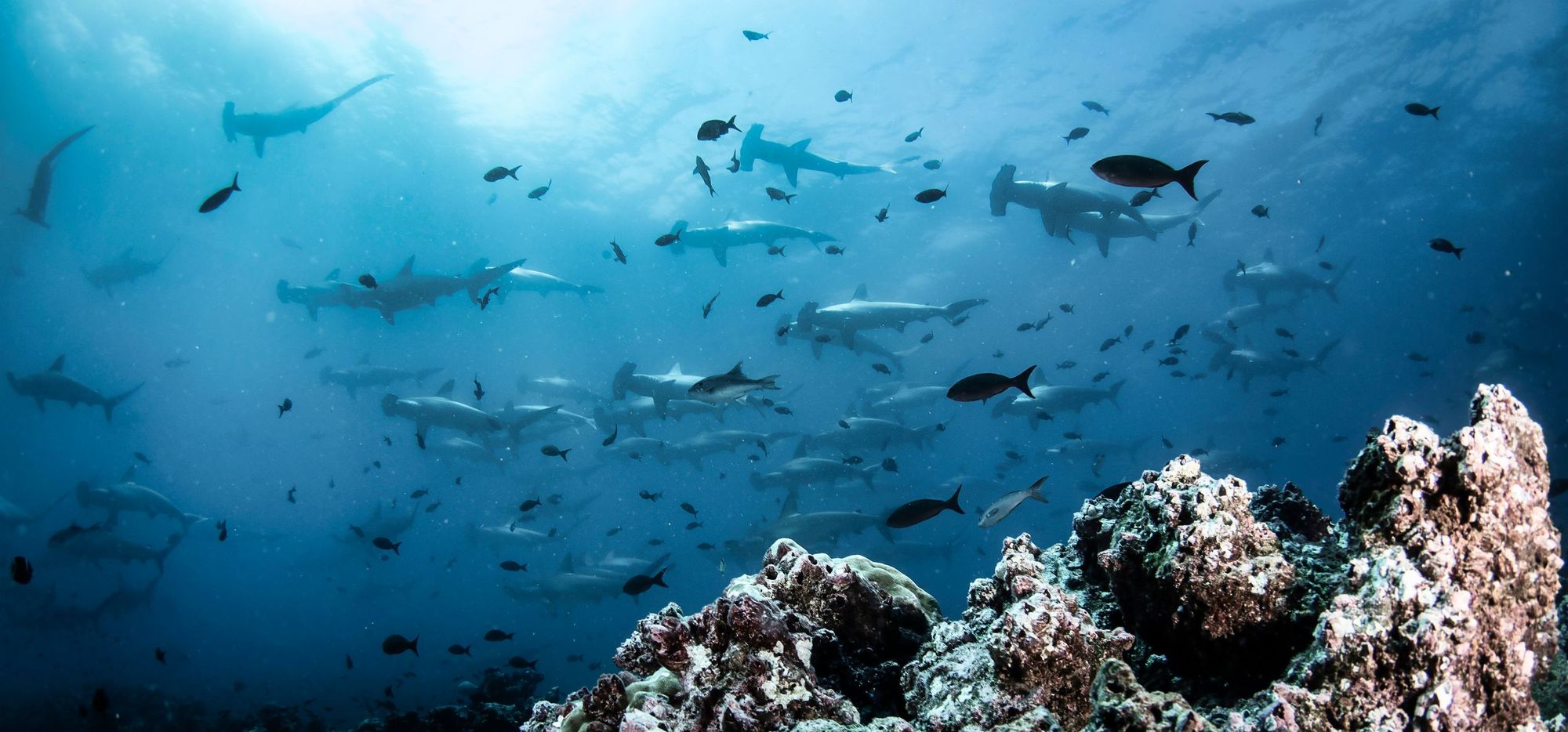 A school of Hammerhead sharks in the ocean near Ecuador, Galapagos