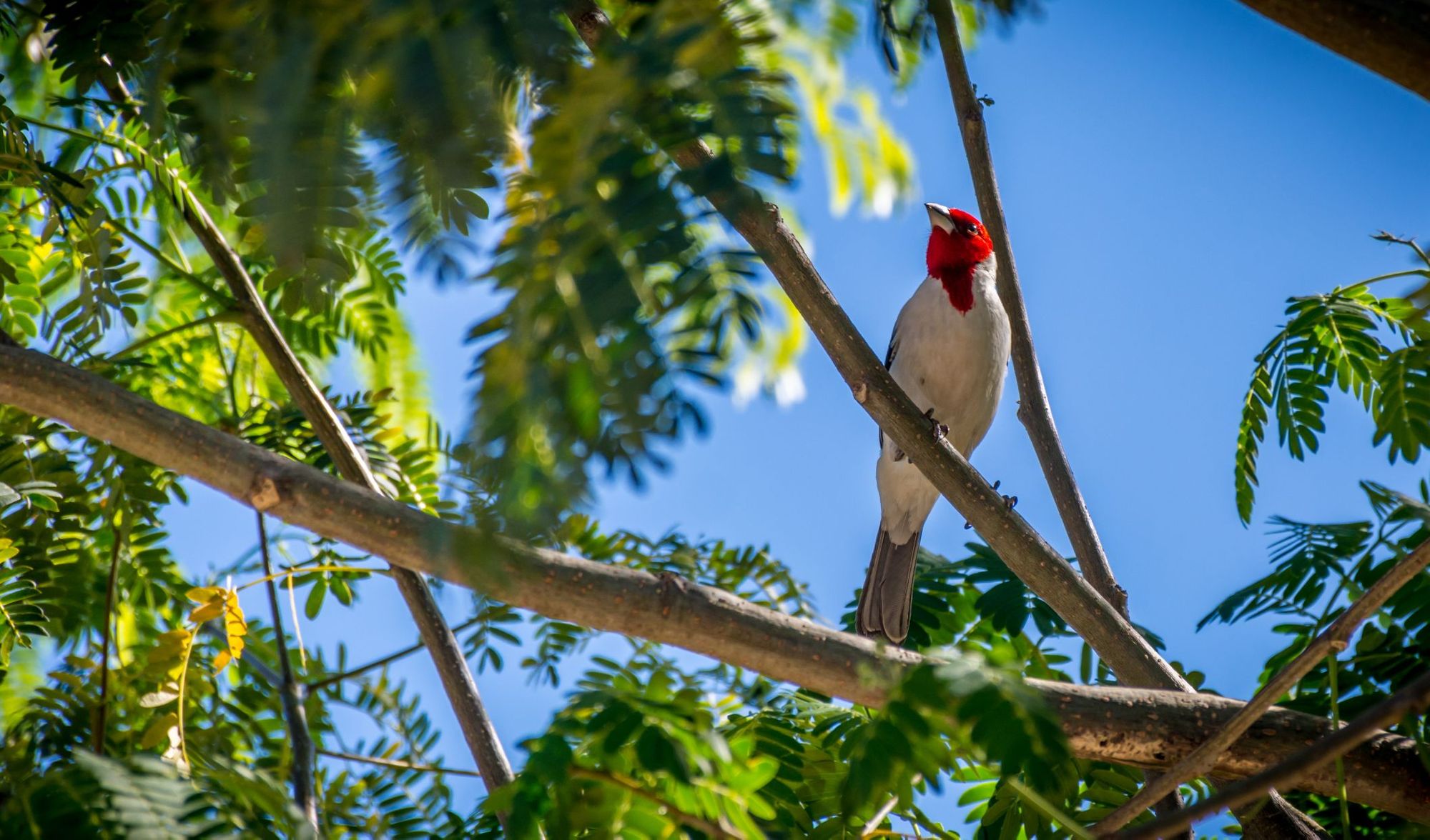 There are hundreds of bird species to spot on the Vale do Pati trek. Photo: Getty