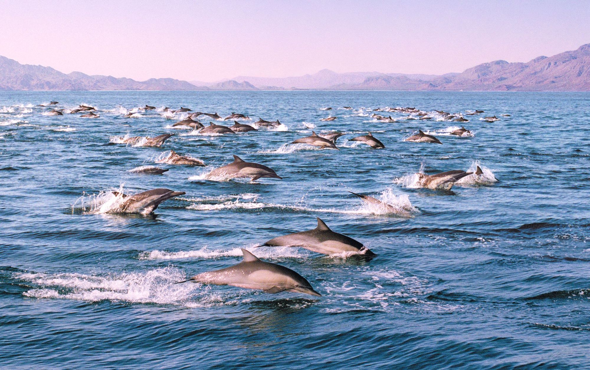 A pod of dolphins jumping through the waters off the coast of the Baja California peninsula. Photo: Getty