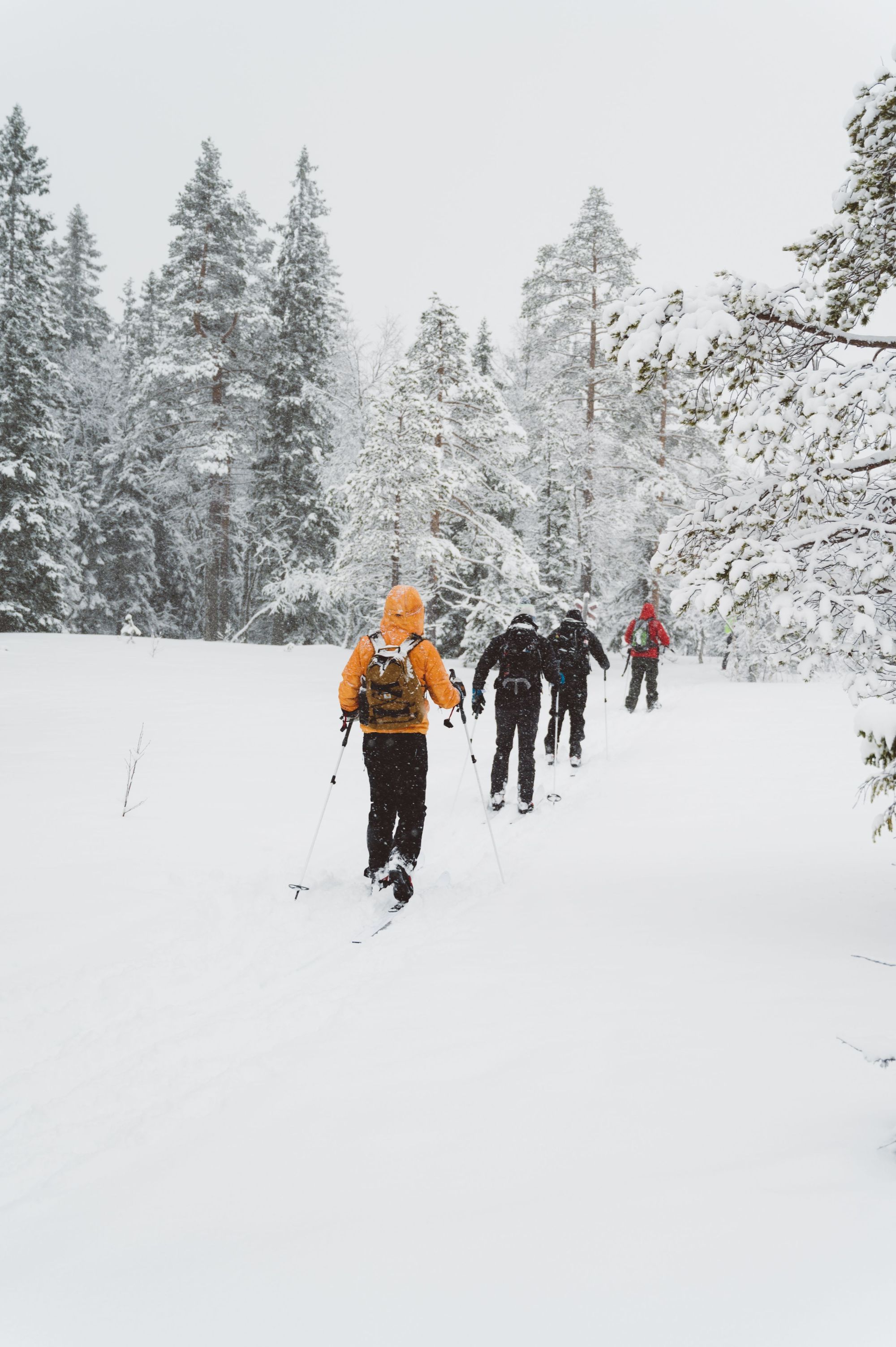 Snowy forests can be some of the most magical environments to explore on skis. Photo: Do The North