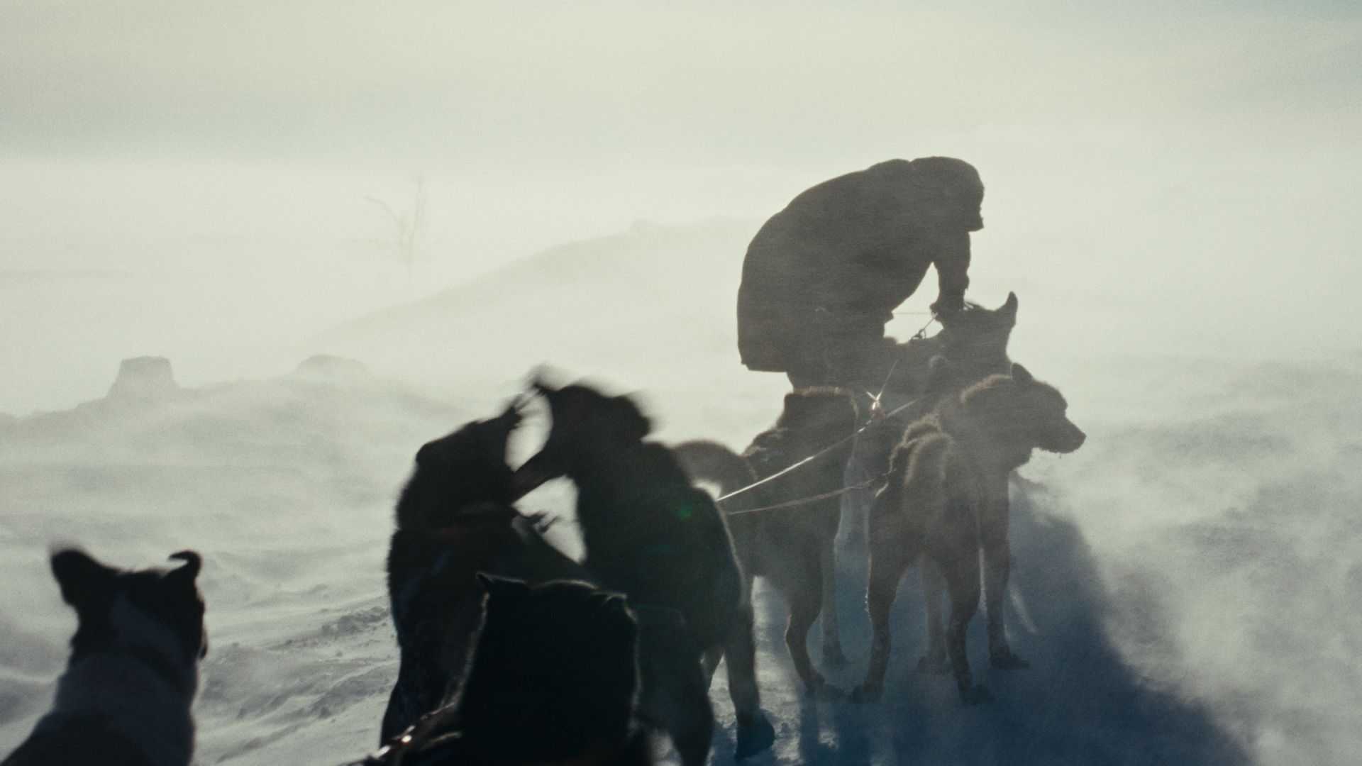 A musher tends to his sled dogs in a snowstorm