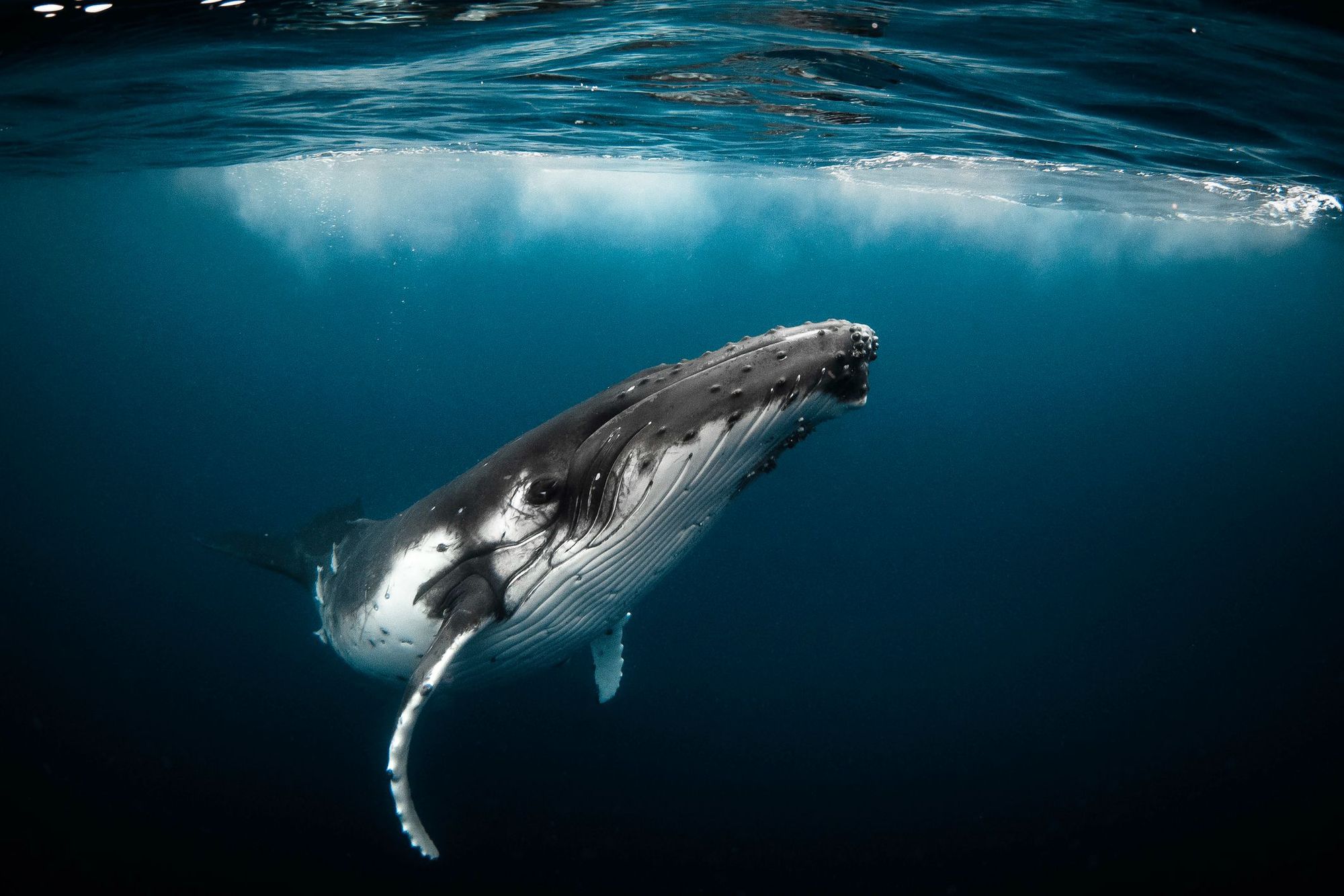 Humpback whales almost went extinct in the early 1900s, but their numbers have bounced back enormously since. Photo: Getty