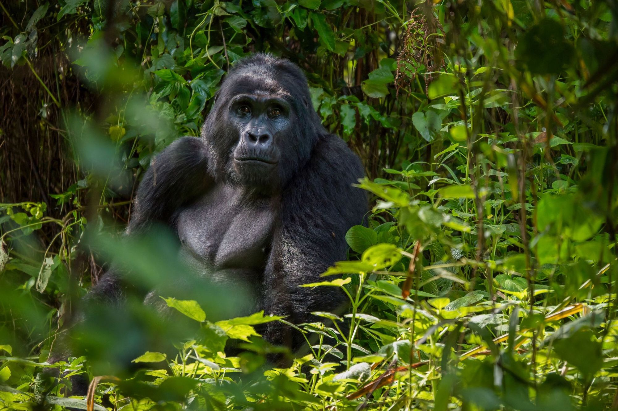 Uganda is one of the few places in the world where you can visit gorillas in their natural habitat. Photo: Getty