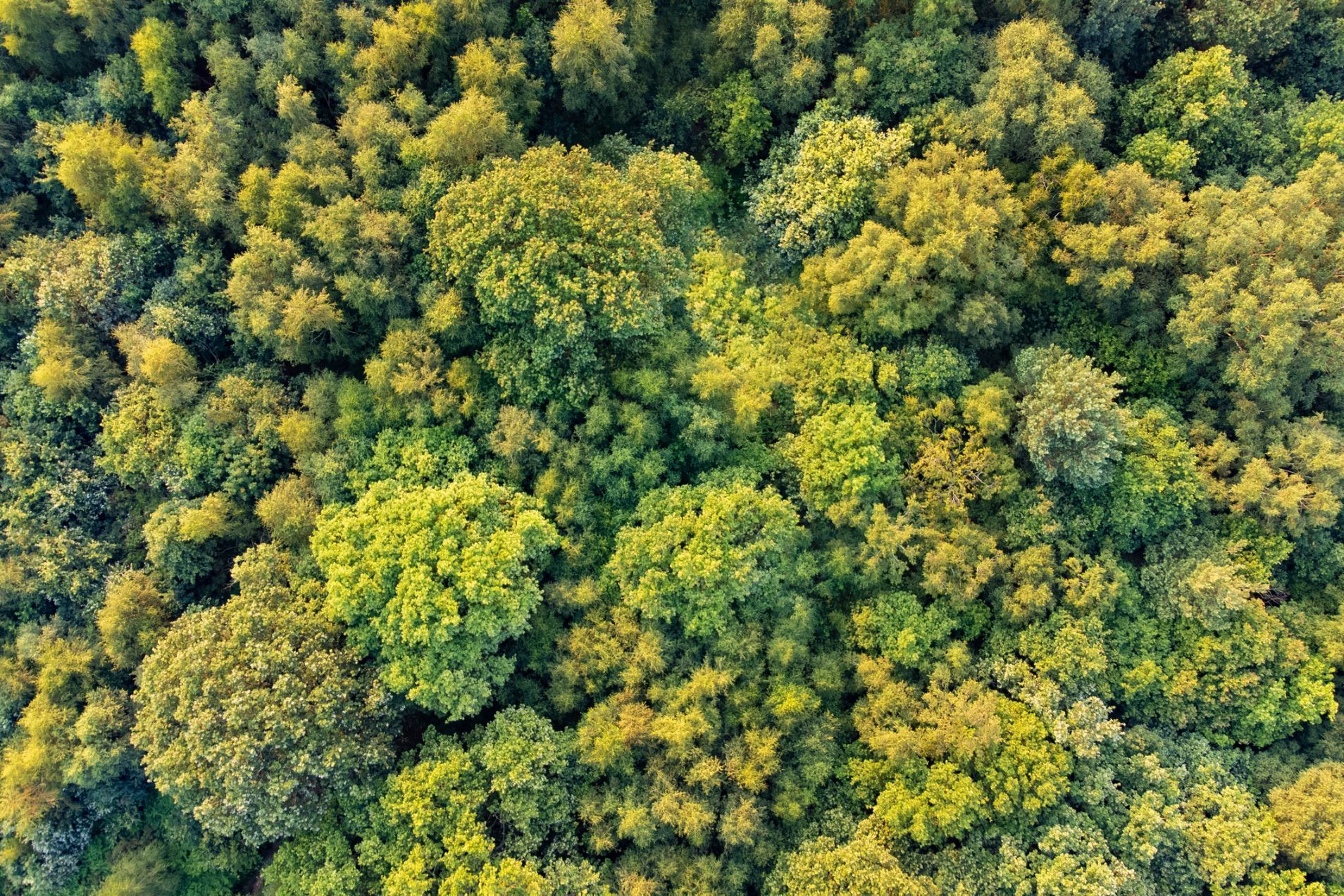 It's thought that the amount of carbon stored in trees may have been seriously underestimated. Photo: Getty