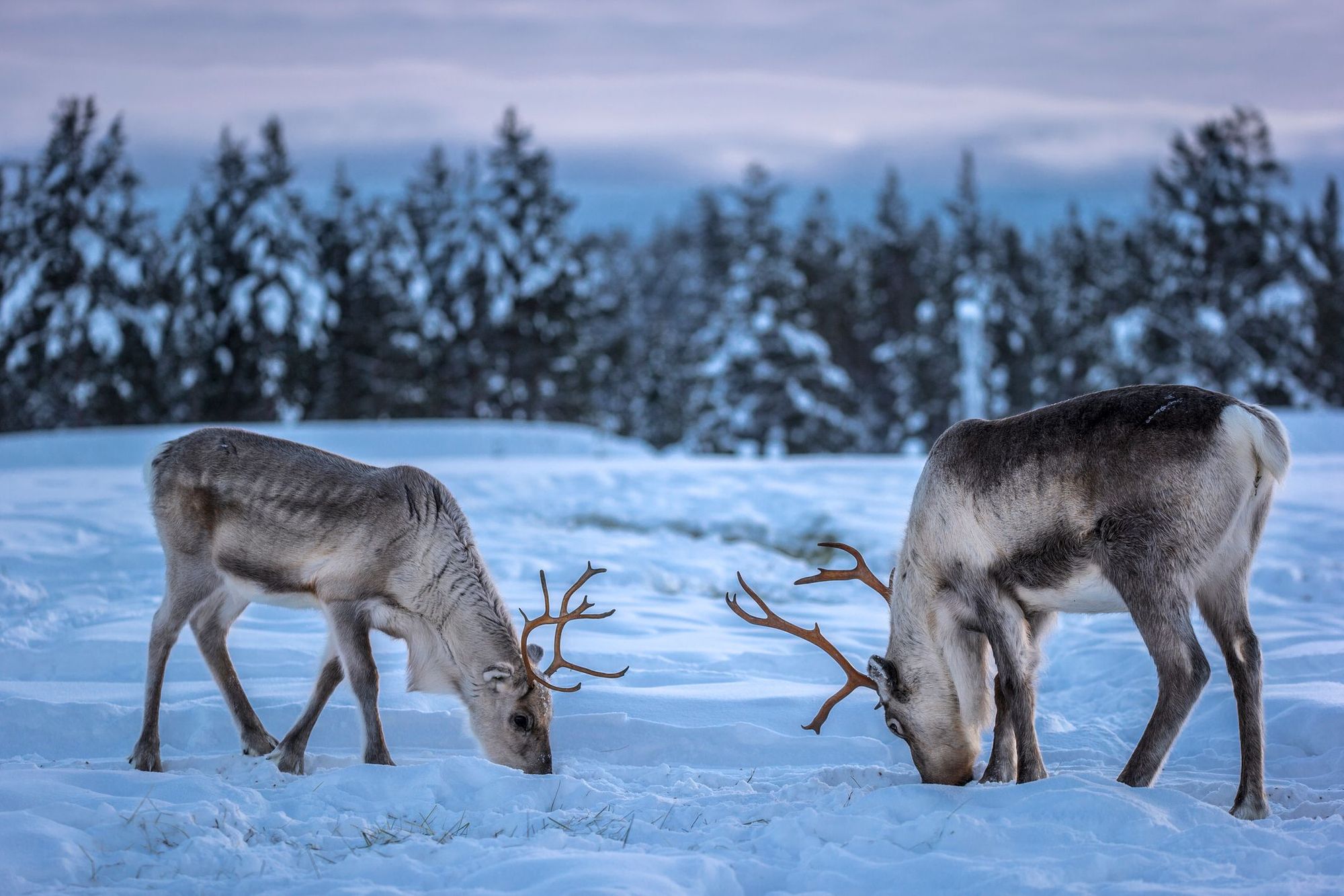 Two reindeer stop for a meal in the snow, just outside a forest in Finnish Lapland. Photo: Getty