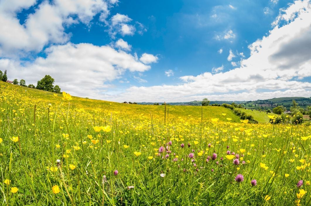 Wild flowers and the life around them will become more prominent in Britain. Photo: Getty