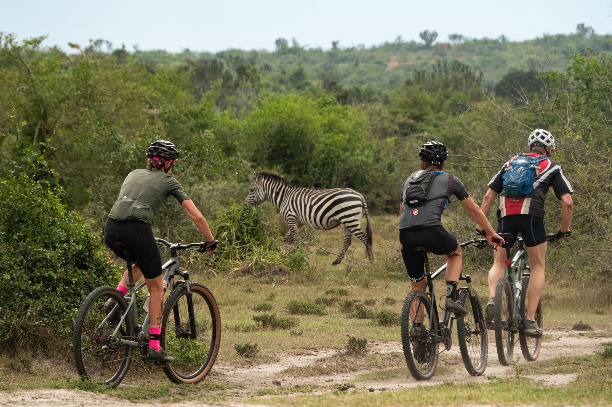 Three cyclists pedalling past a wild zebra.