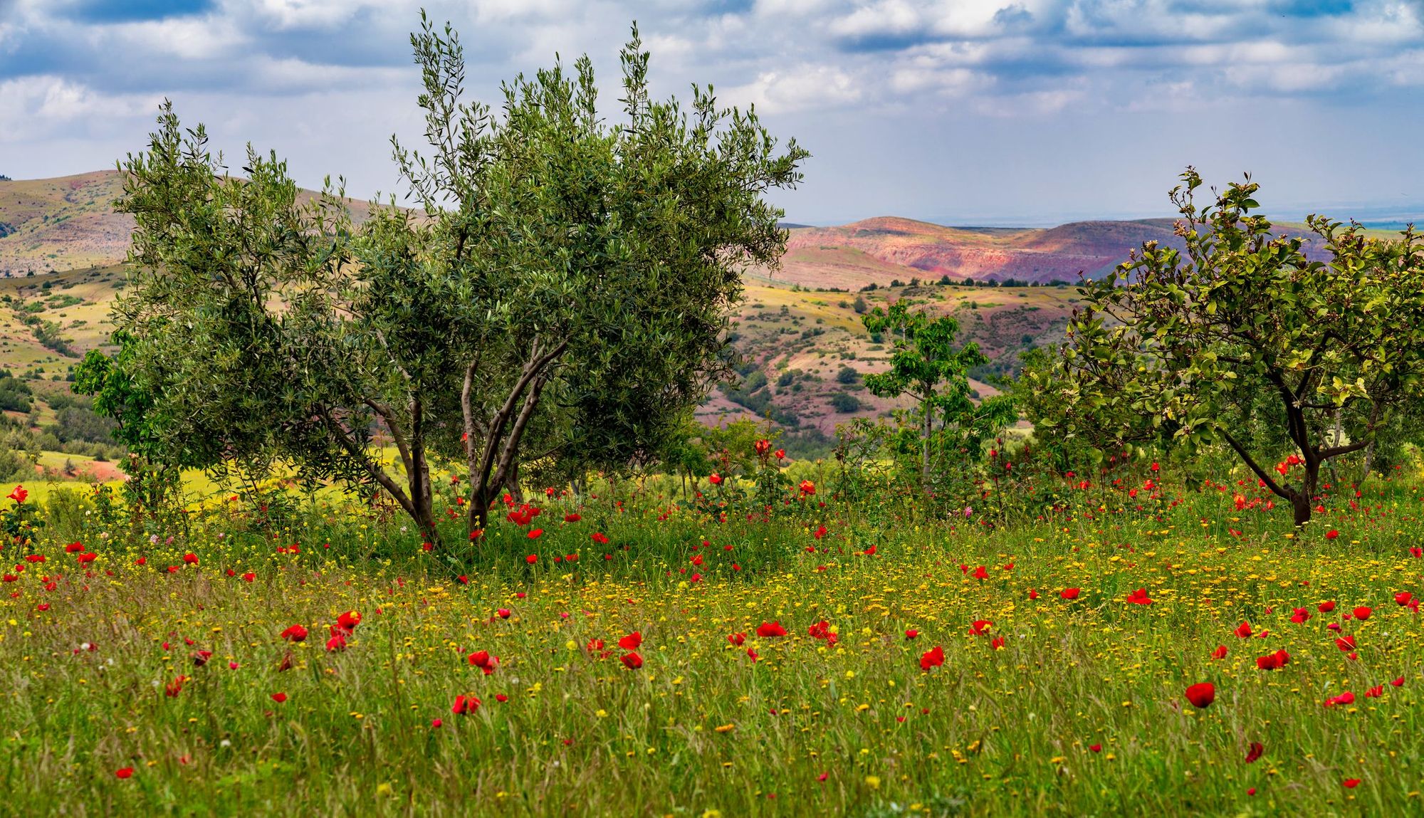 The lush landscape of a mountain meadow in Morocco, with the Atlas Mountains behind.