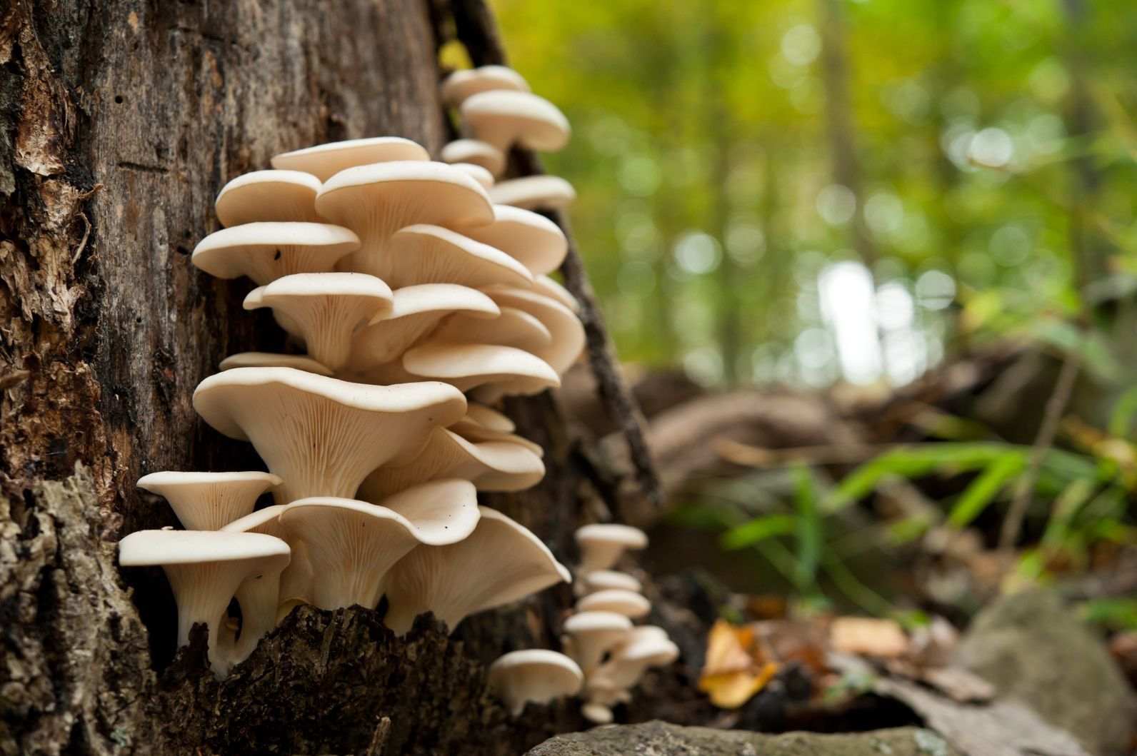 A new study suggests the mushrooms on this tree, and those behind, may be chatting away. Photo: Getty