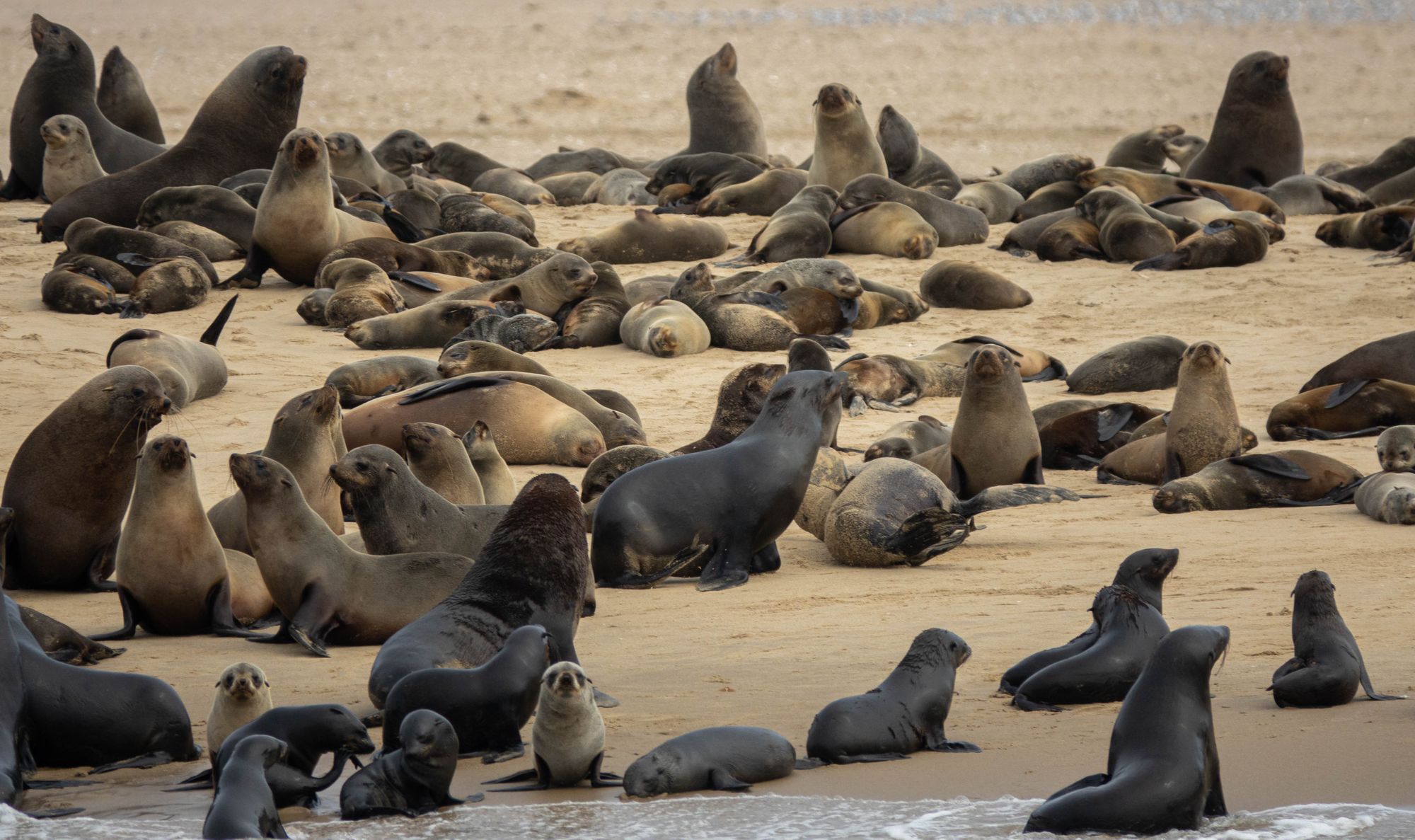 Cape Fur Seals on the sand.