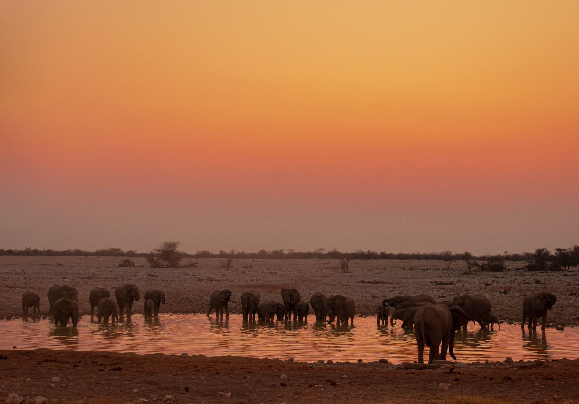 Elephants gathered at a waterhole at sunset.