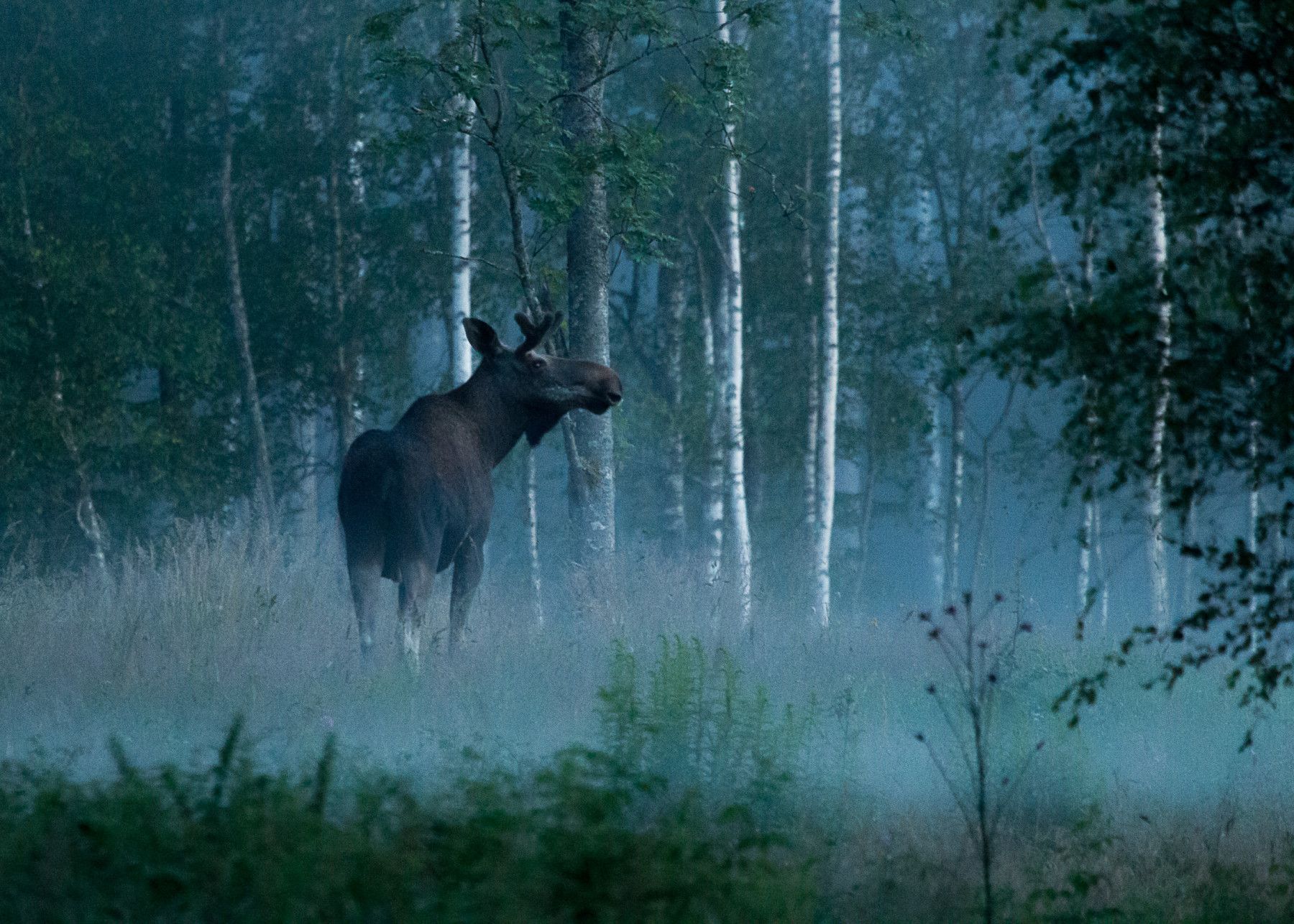 A moose in a Swedish forest