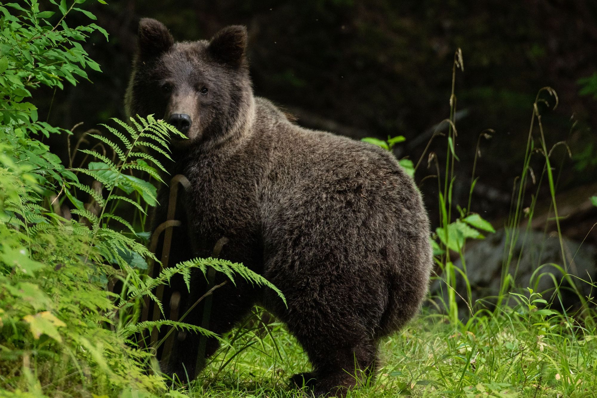 A bear in the Yukon