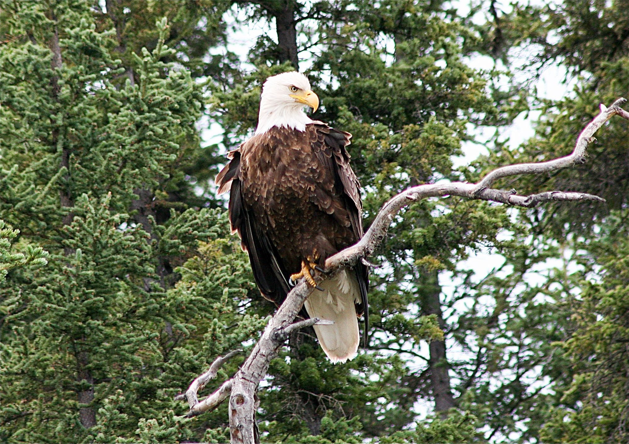 A bold eagle in a spruce tree.