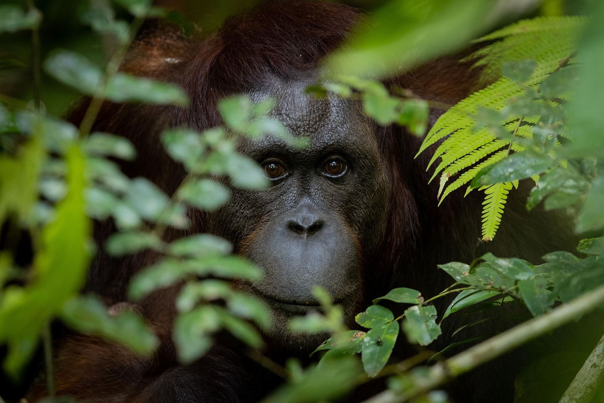 Borneo is one of only two places in the world where you can see orangutans in the wild. Photo: Paradeso Borneo