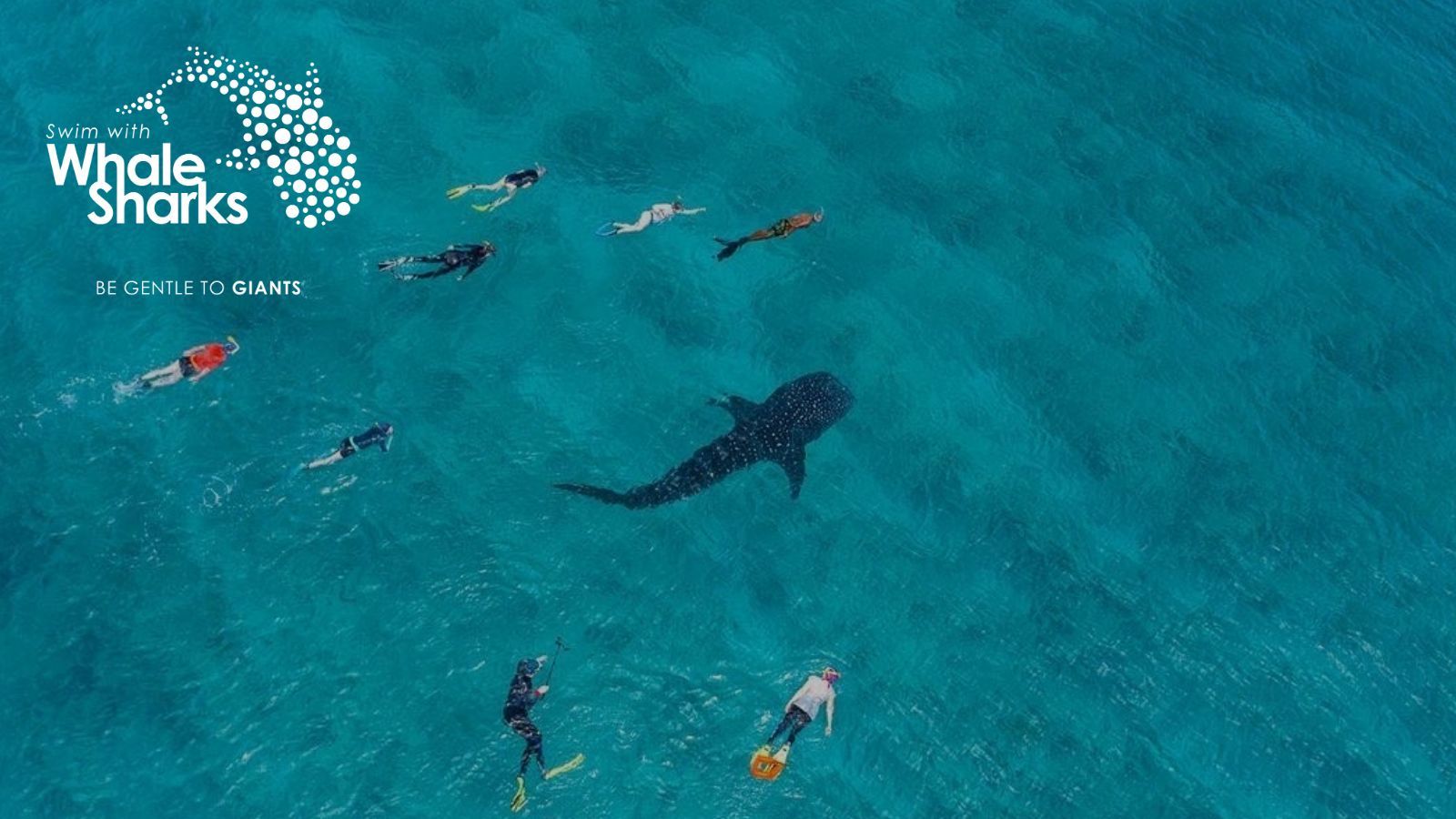 The scale on a whale shark on show, in an image from the Be Gentle to Giants campaign. Photo: Lewis Jeffries